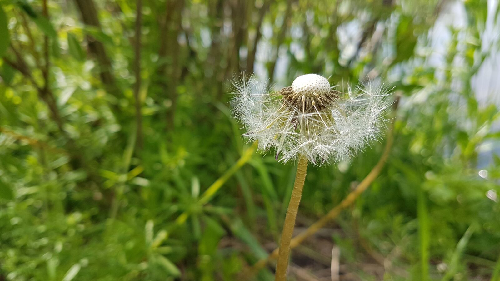 Samsung Galaxy S7 Edge sample photo. Dandelion, field, wild flowers photography