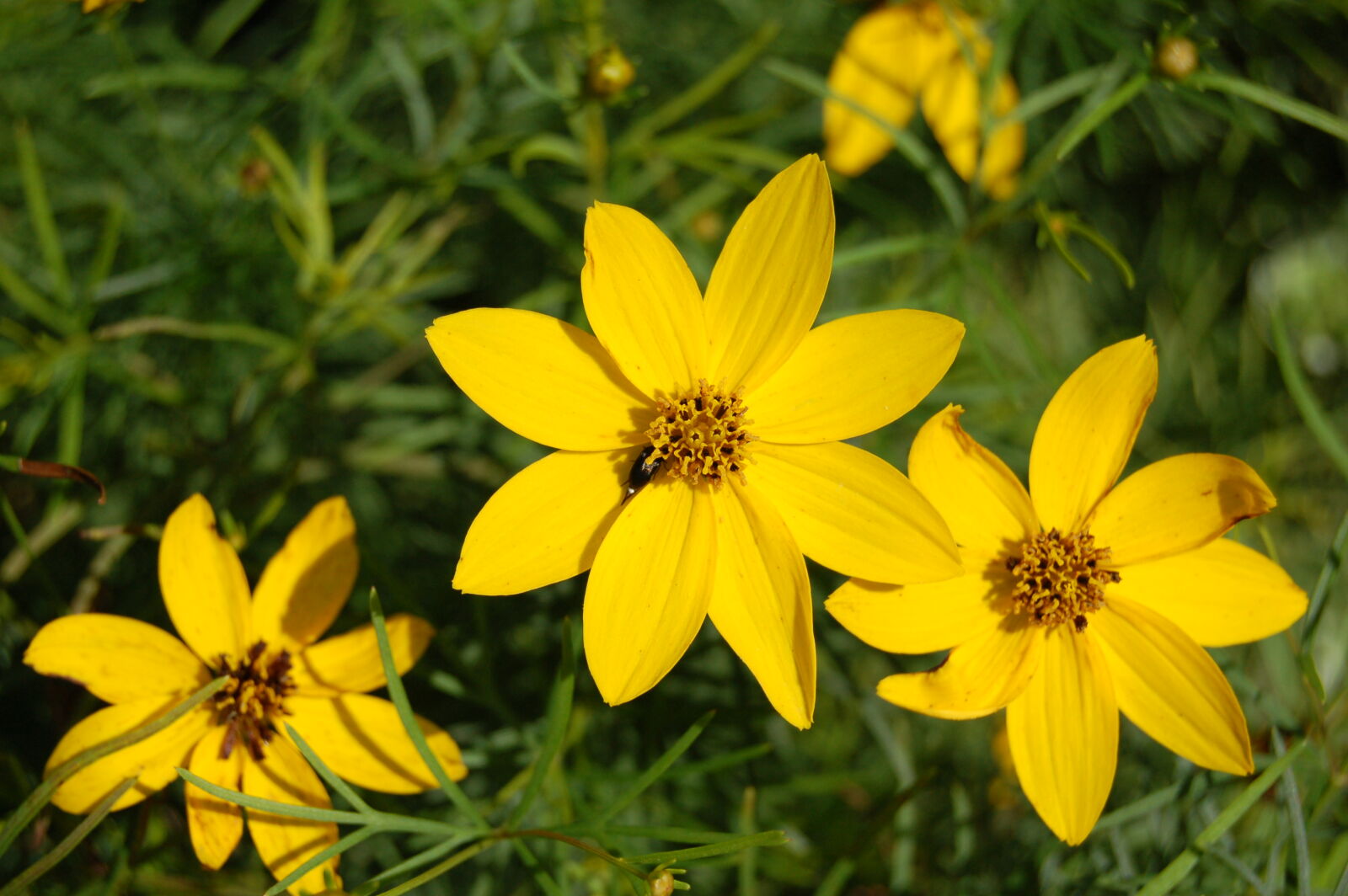 Nikon D50 sample photo. Flower, flowers, yellow photography