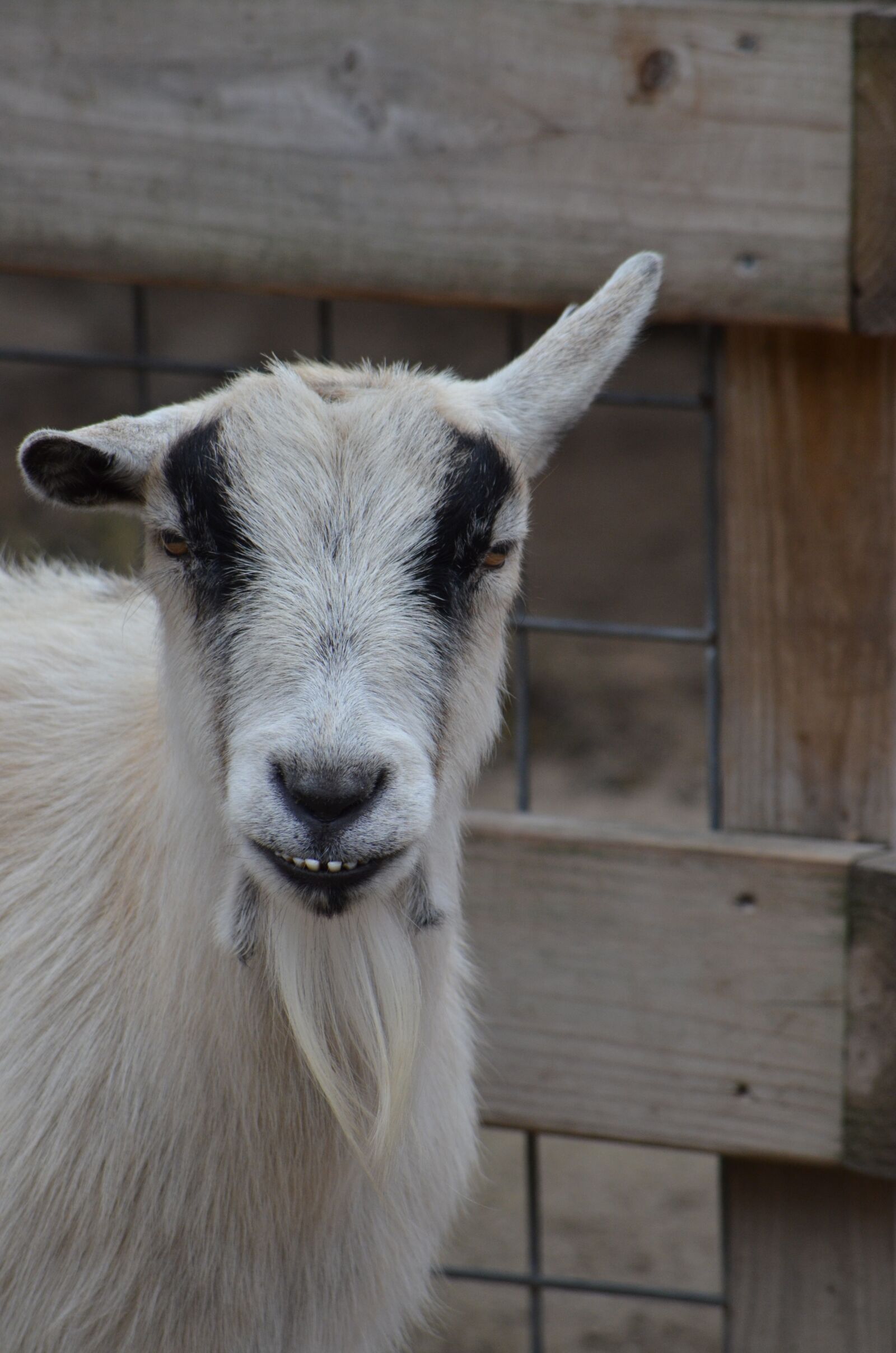 Nikon D7000 sample photo. Goat, moody, attitude photography