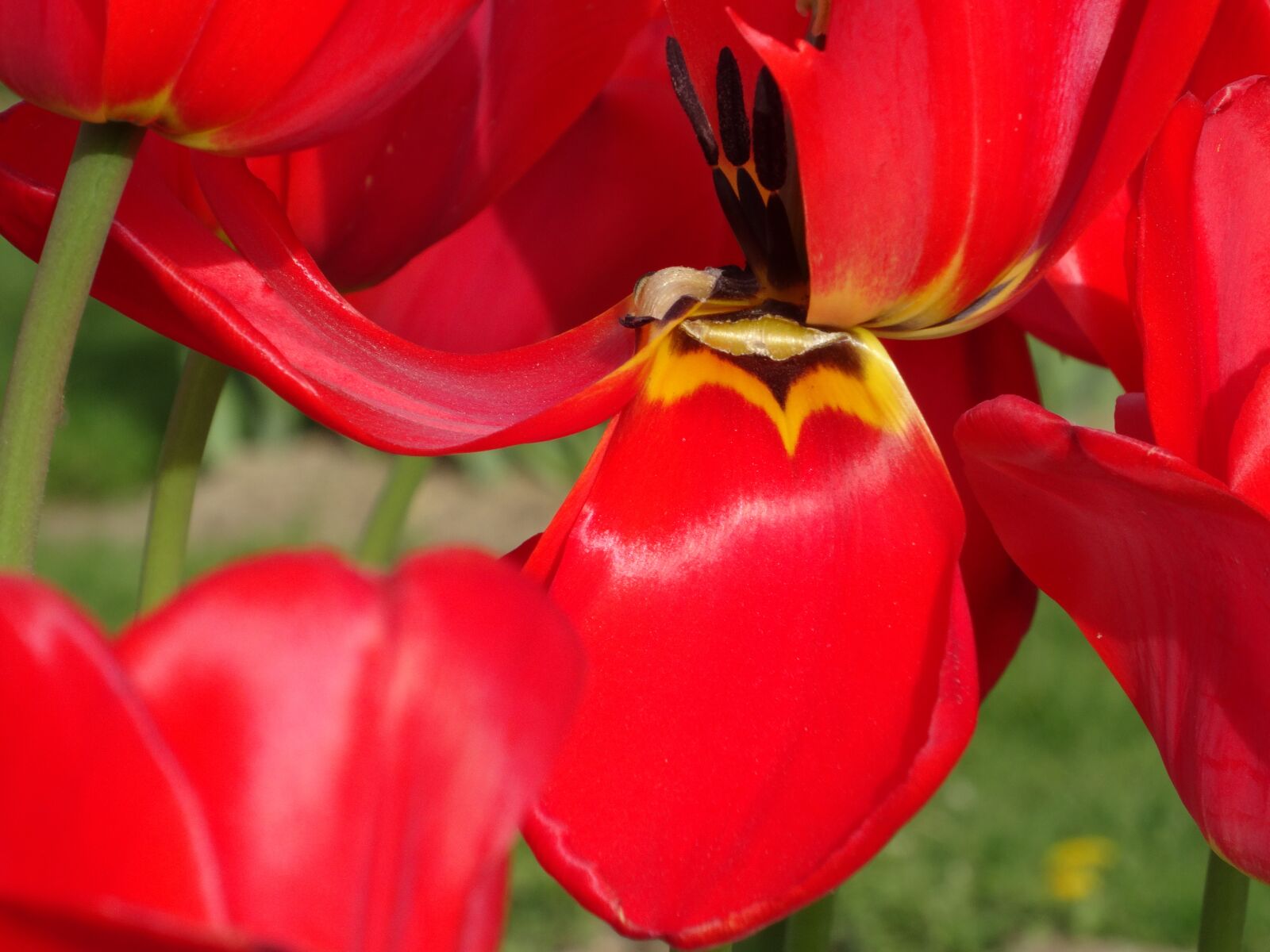 Sony Cyber-shot DSC-HX50V sample photo. Flower, close-up, red photography