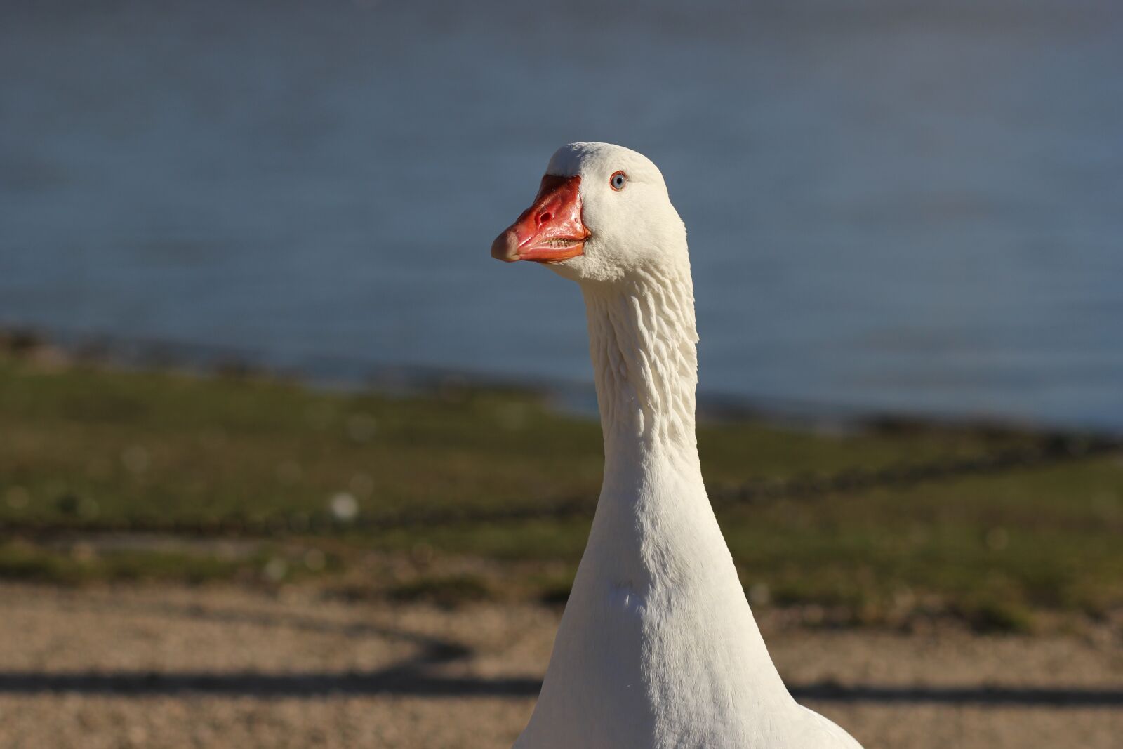 Canon EOS 60D + Canon EF 85mm F1.8 USM sample photo. Geese, ave, animals photography