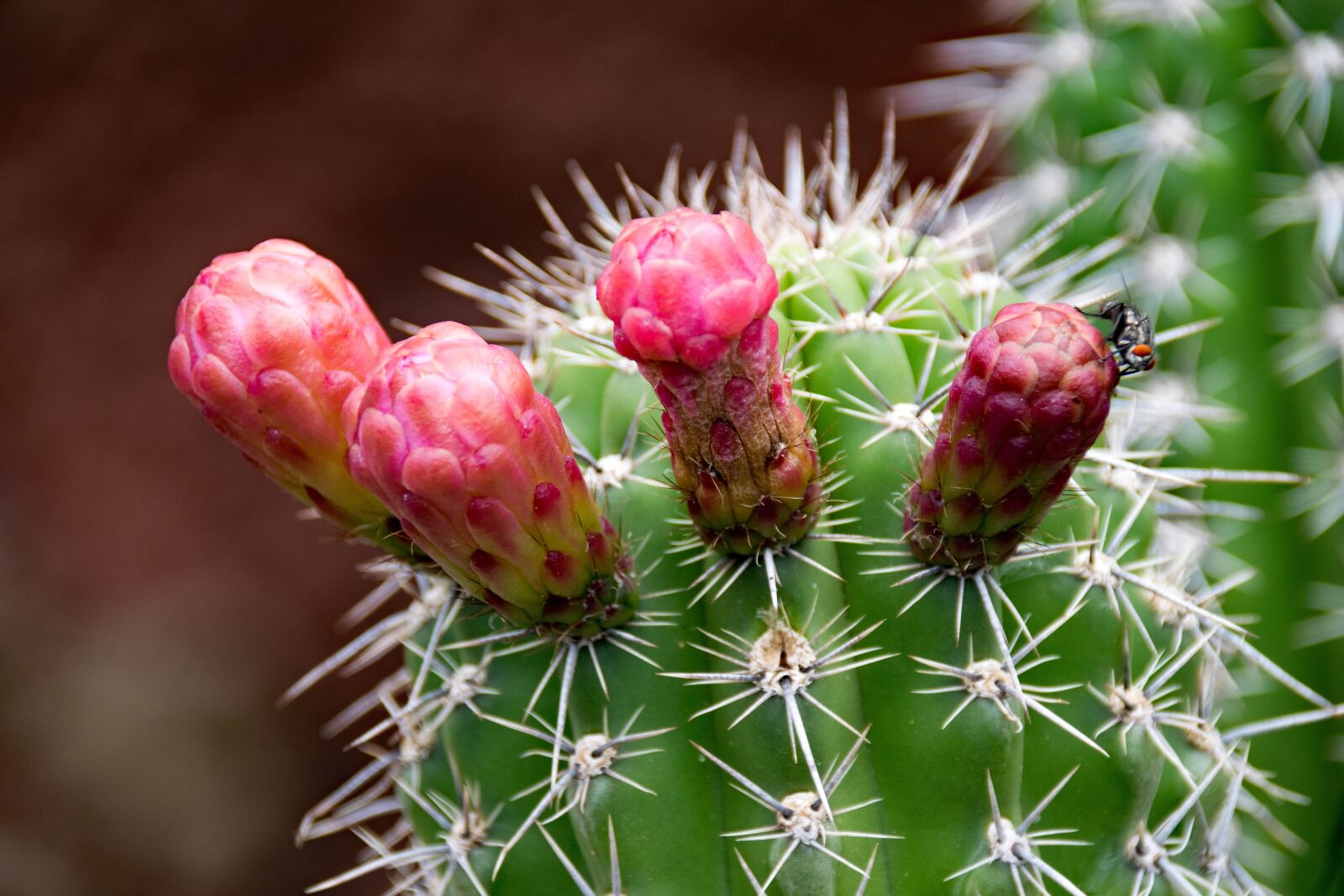 Nikon D5300 sample photo. Jardin de cactus, cactus photography