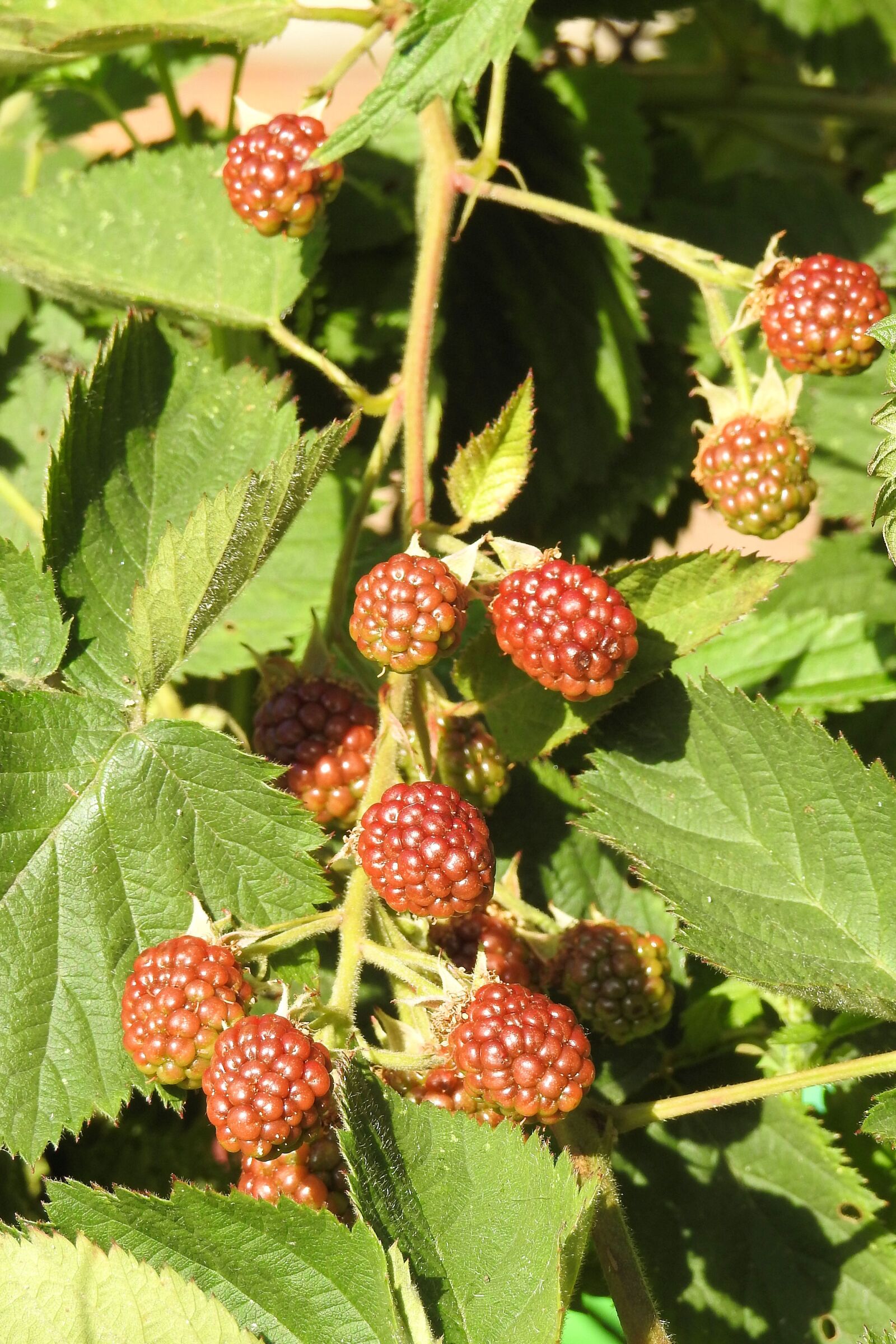 Nikon Coolpix P900 sample photo. Blackberries, bramble, fruits photography