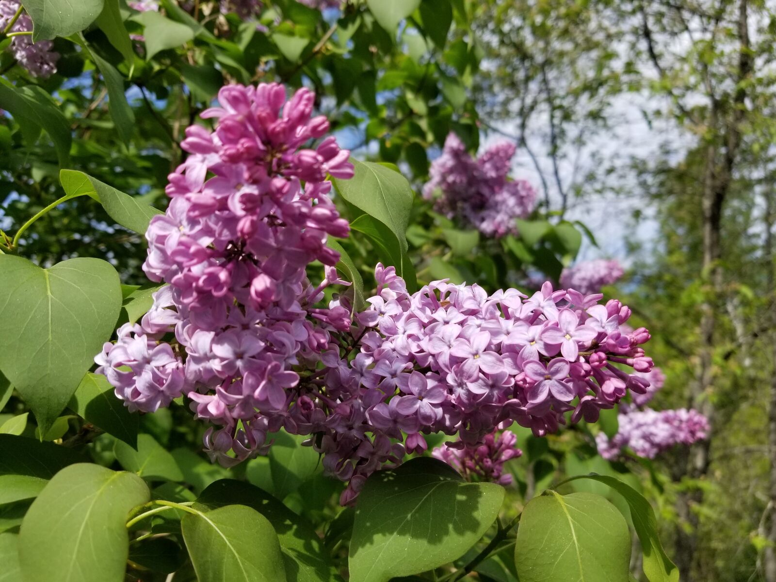 Samsung Galaxy S8+ sample photo. Lilac, lilacs, lilac tree photography