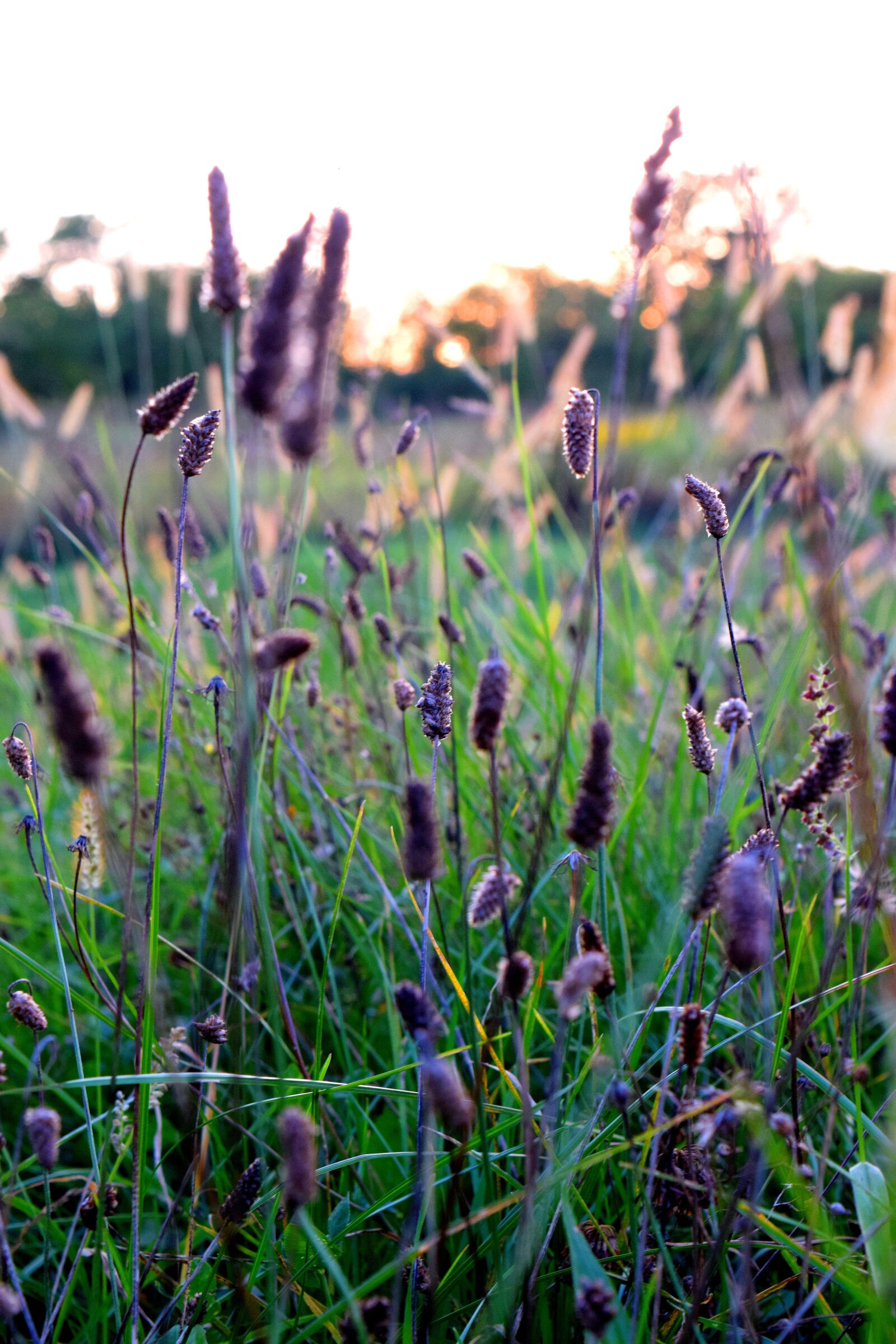 Nikon D5300 sample photo. Sunset, grass, nature photography