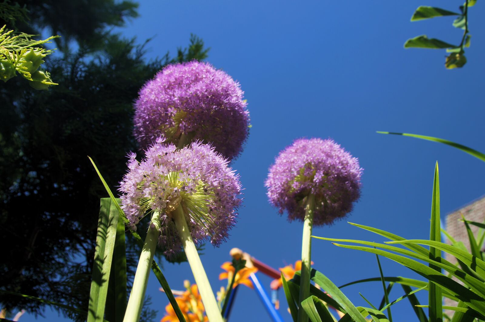 Sony Alpha DSLR-A580 sample photo. Ornamental onion, blossom, bloom photography