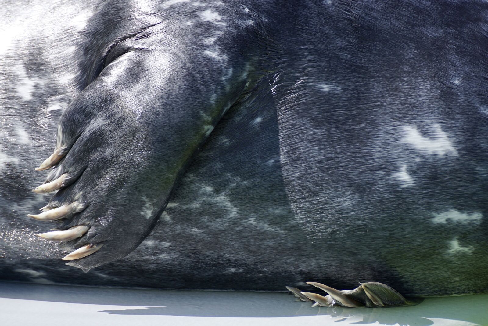 Sony DT 55-300mm F4.5-5.6 SAM sample photo. Seal, claw, fin photography