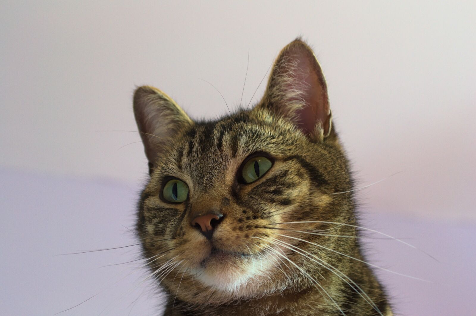 Nikon D3100 sample photo. Tabby cat, fur, cat photography