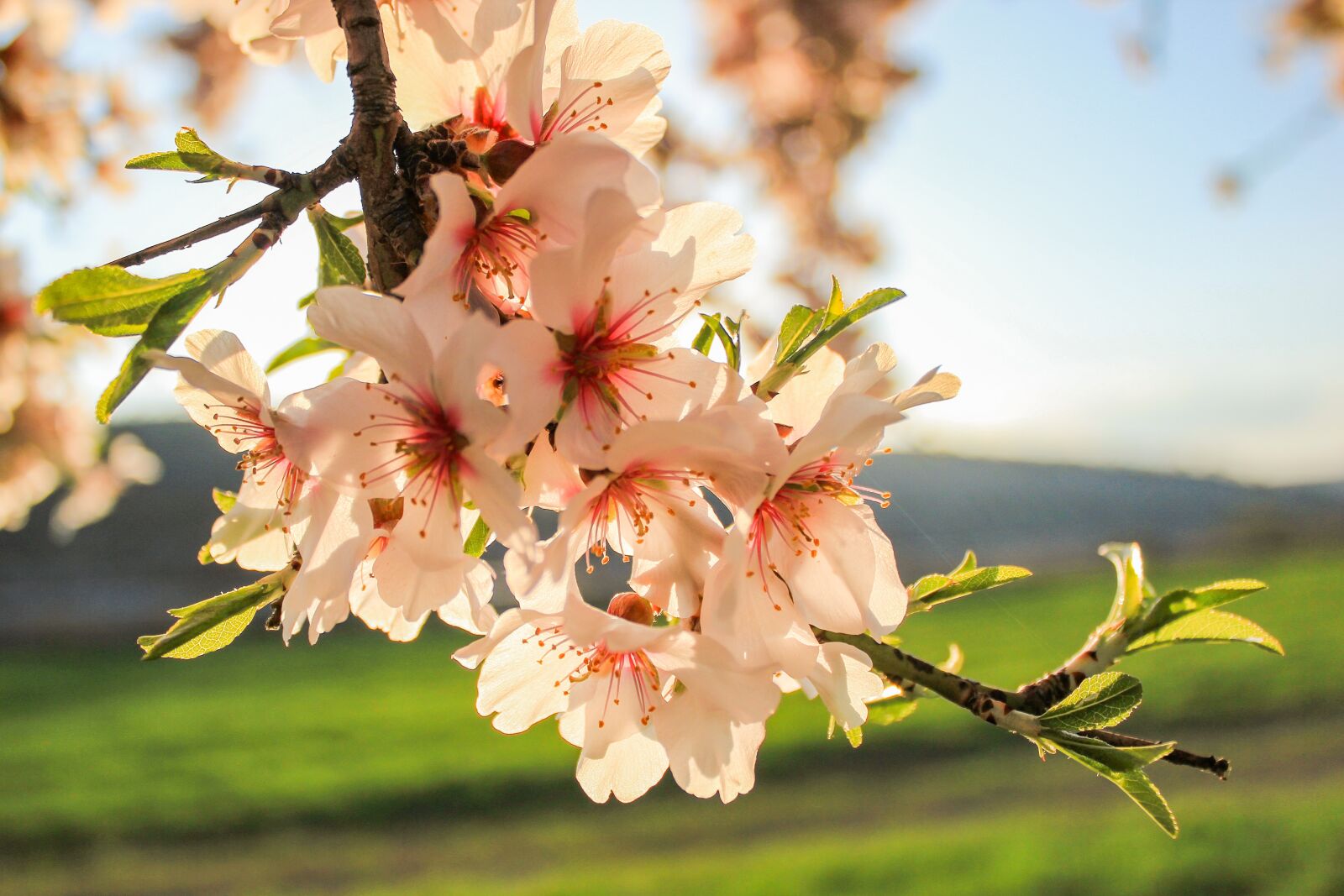 Canon EOS 550D (EOS Rebel T2i / EOS Kiss X4) sample photo. Spring, almond tree, flower photography