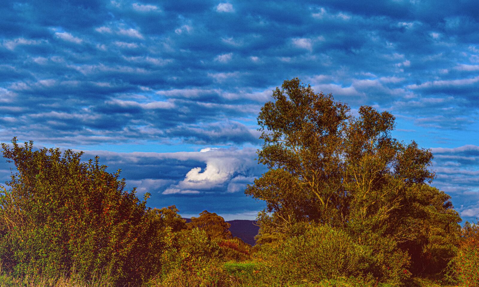 Nikon D5300 sample photo. Nature, trees, the sky photography