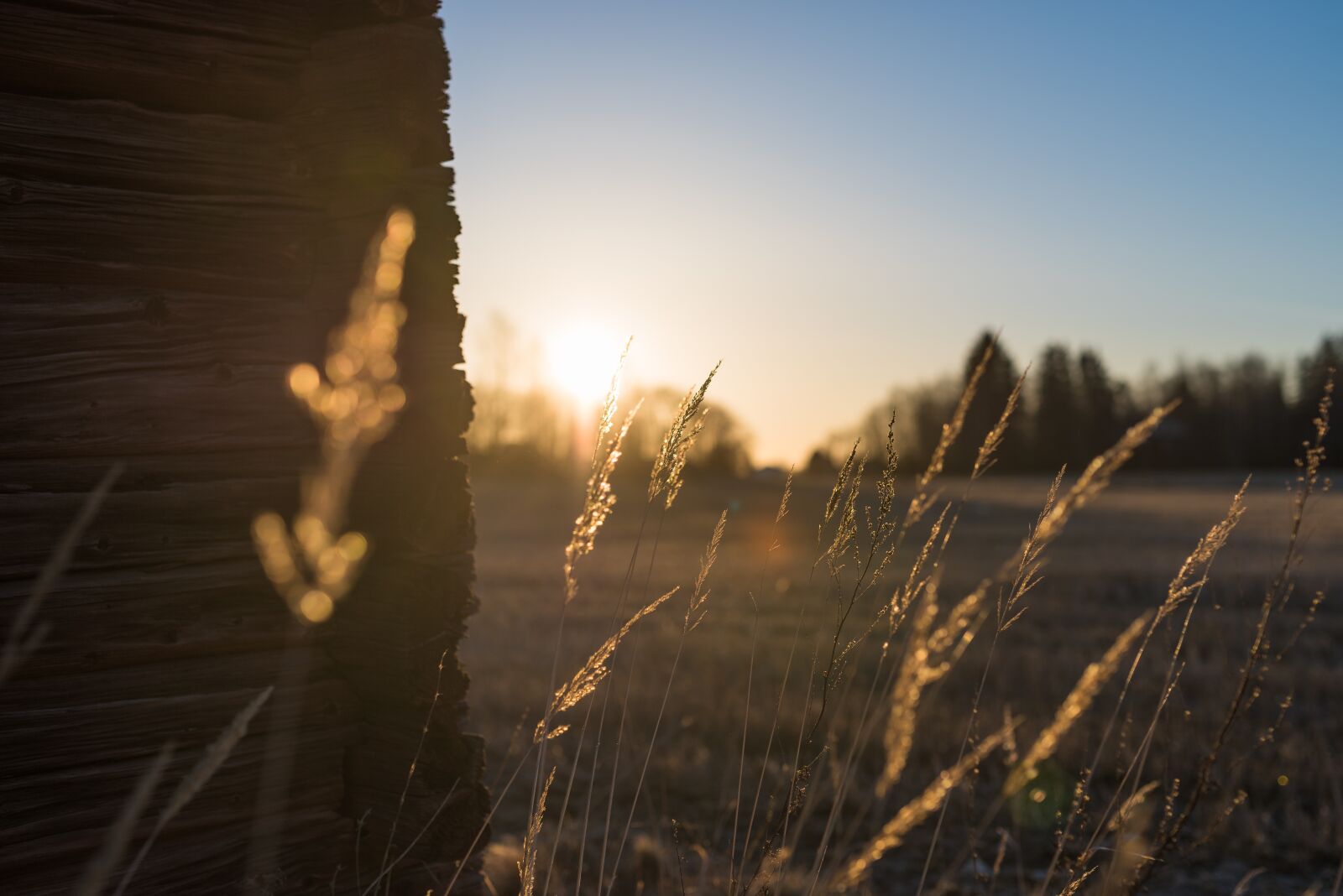 Nikon D810 sample photo. Grass, nature, sun photography