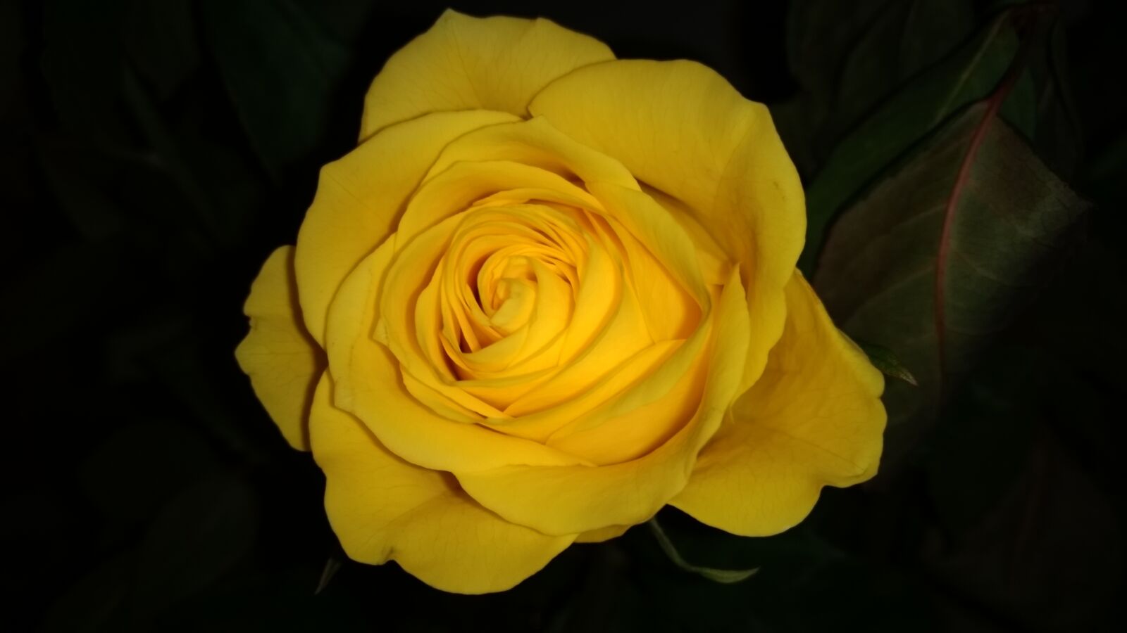 Motorola Moto G (4) sample photo. Flower, petal, rose photography
