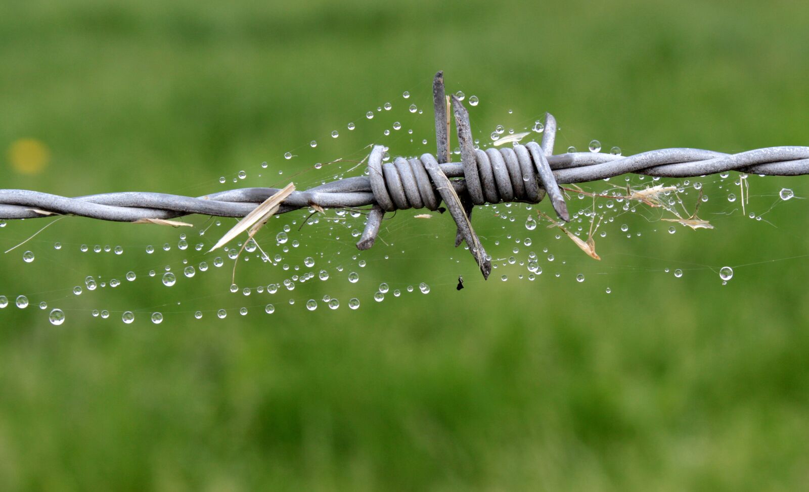 Canon EOS 650D (EOS Rebel T4i / EOS Kiss X6i) sample photo. Wire, barbed wire, fence photography