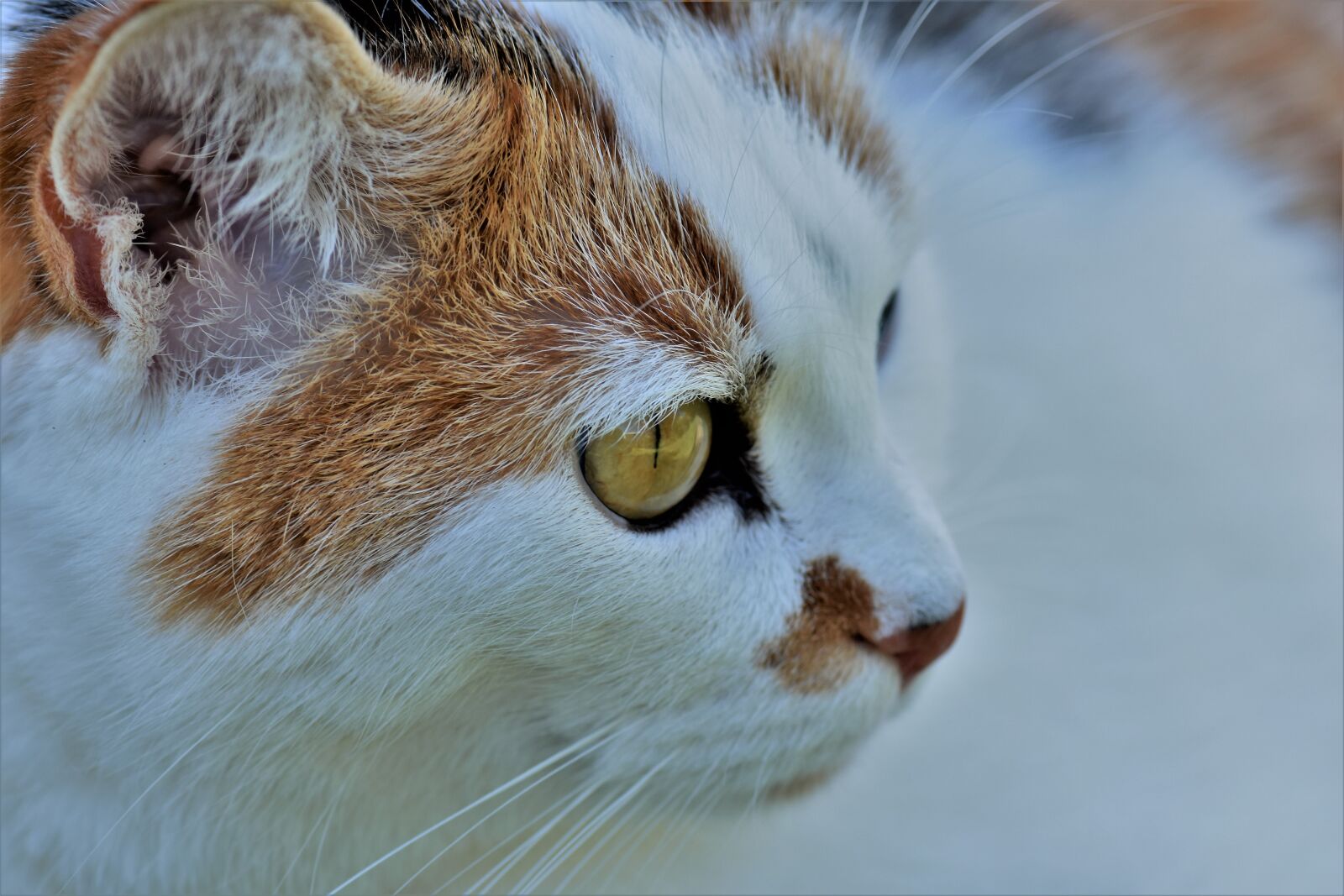 Nikon D5500 sample photo. Cat, animal, white photography