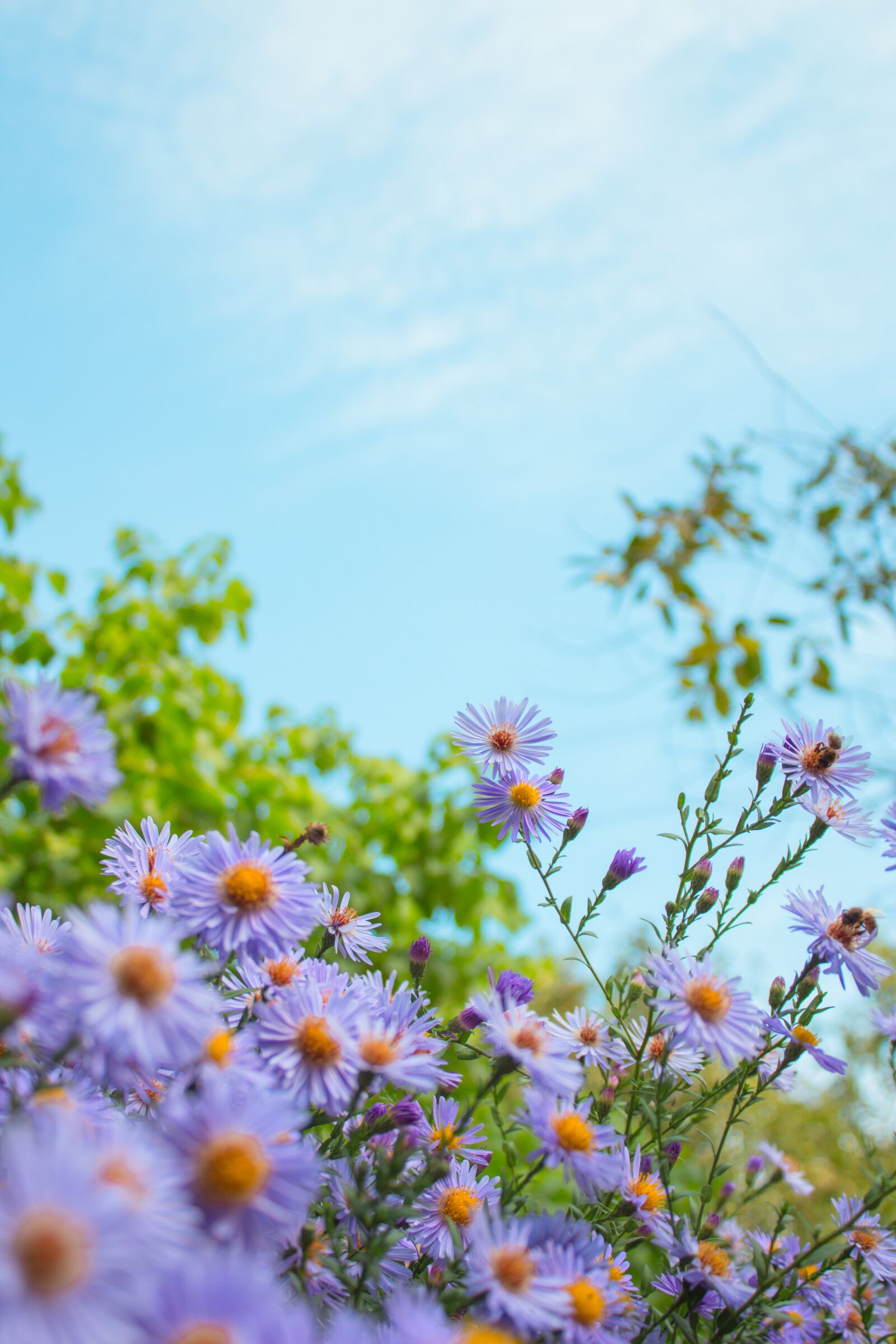 Canon EOS 700D (EOS Rebel T5i / EOS Kiss X7i) sample photo. Nature, sky, flowers photography