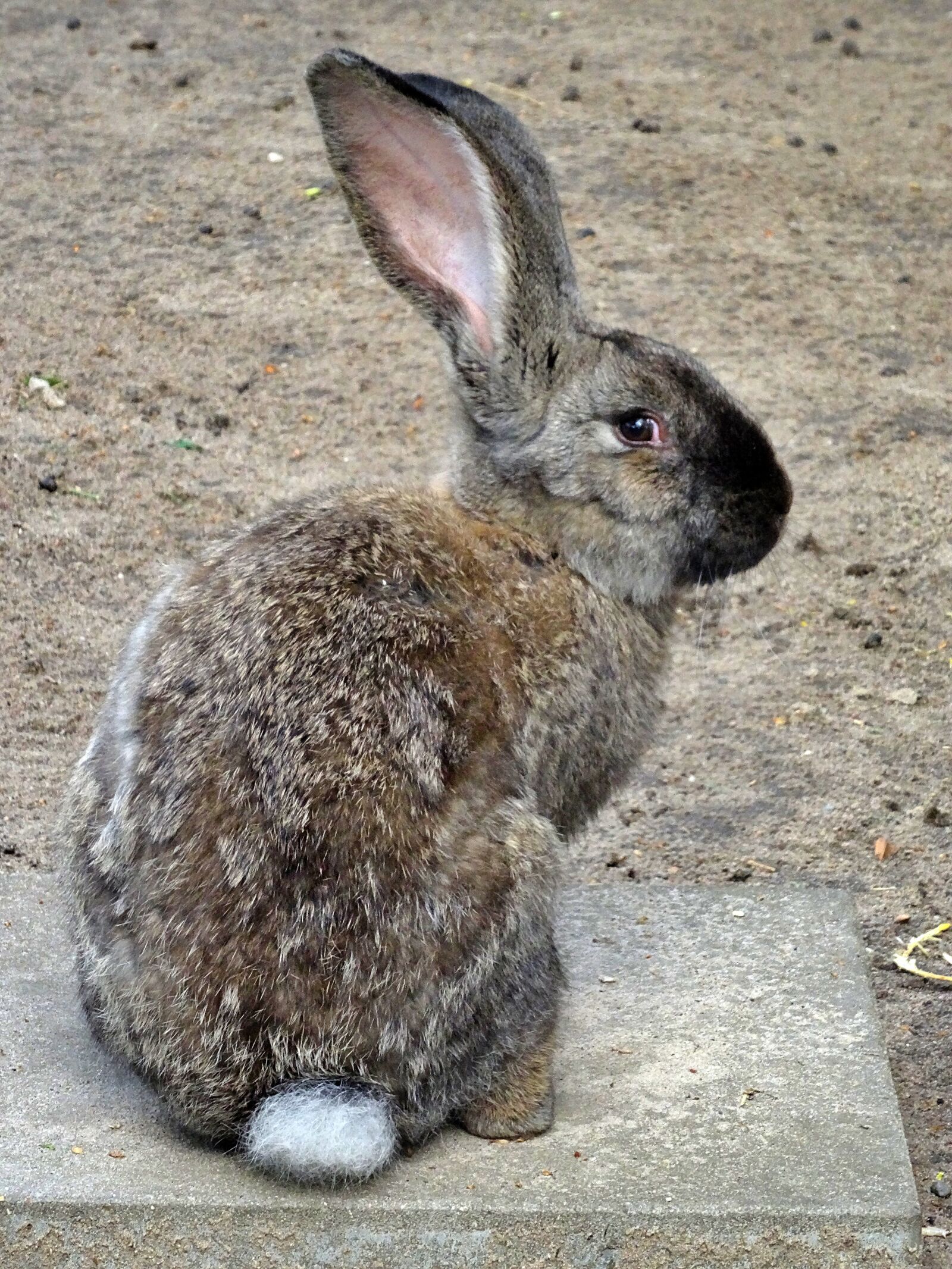 Sony DSC-HX50 sample photo. Hare, rabbit, ears photography