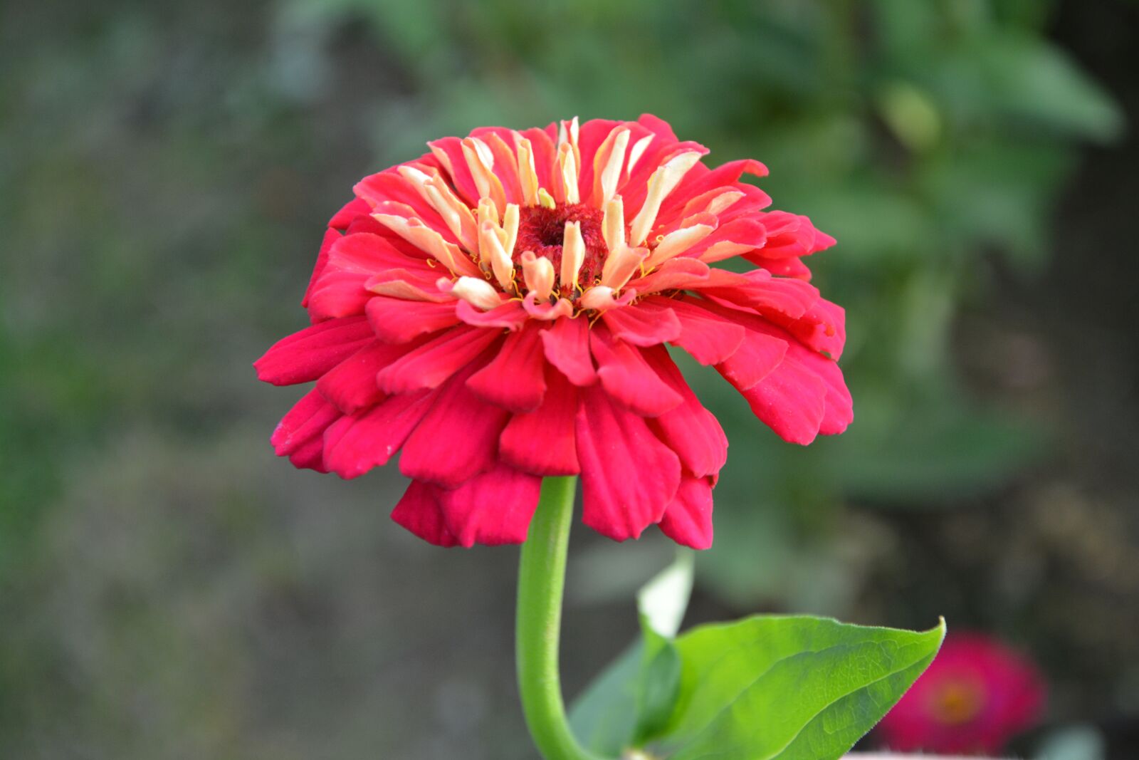 Nikon D5200 sample photo. Flower red flower, green photography