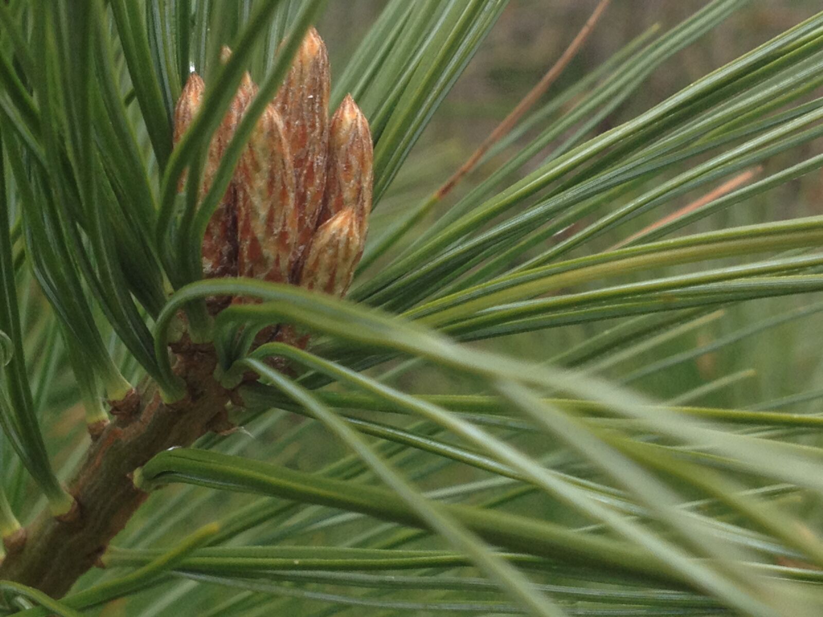 iPhone 4S back camera 4.28mm f/2.4 sample photo. Pine, needles, close, up photography