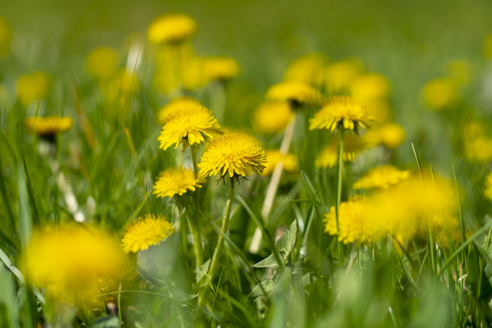 Sony FE 24-105mm F4 G OSS sample photo. Dandelion, meadow, dandelions photography