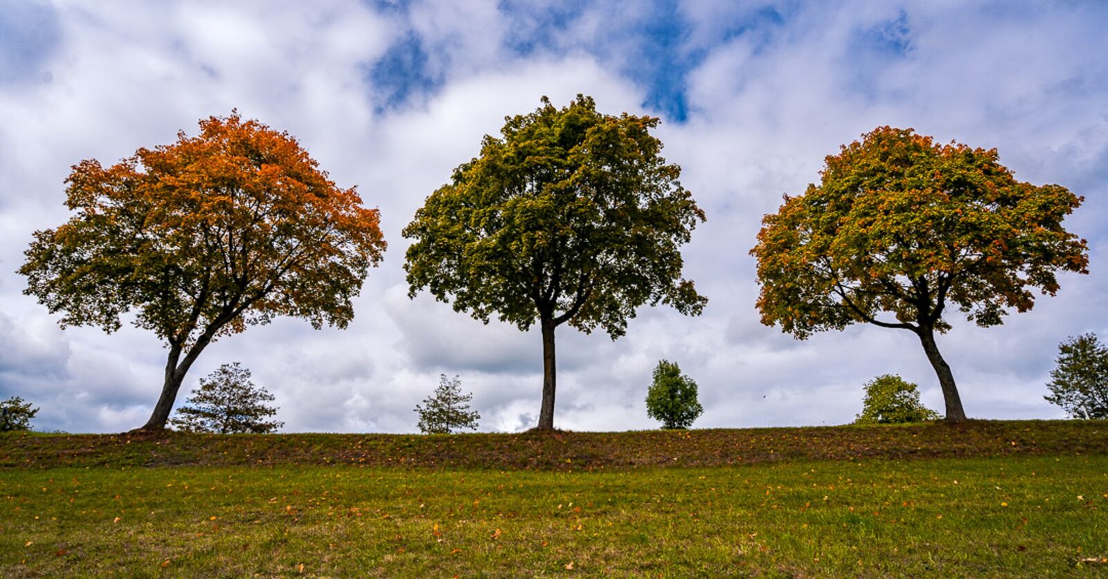 Sony Vario-Tessar T* FE 16-35mm F4 ZA OSS sample photo. Trees, autumn, landscape photography