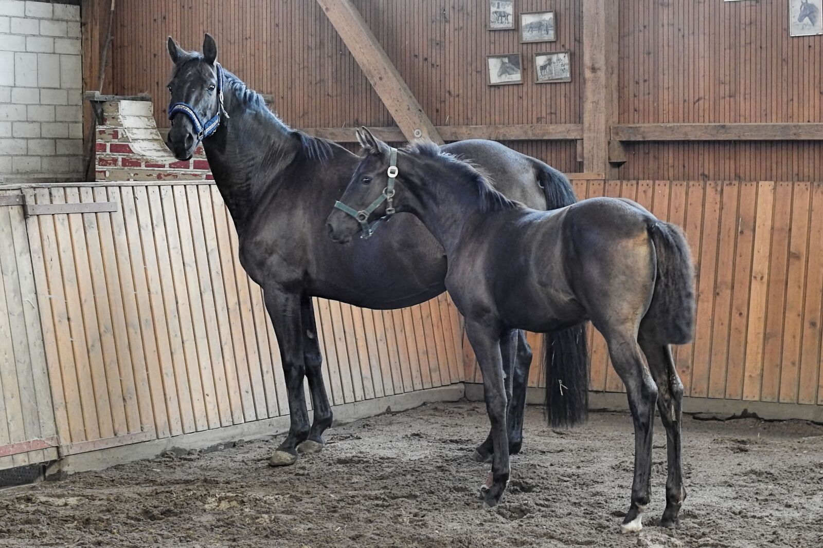 Nikon Coolpix P900 sample photo. Mare, foal, centime photography