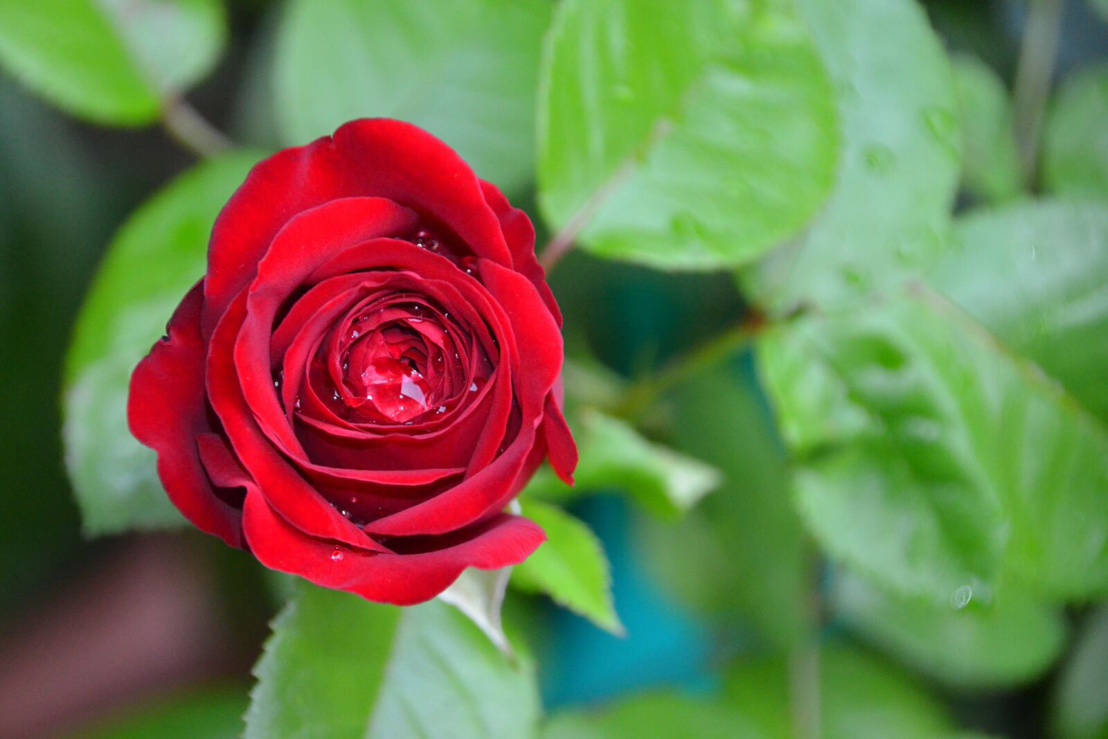 Nikon D5100 sample photo. Rose, red, red rose photography