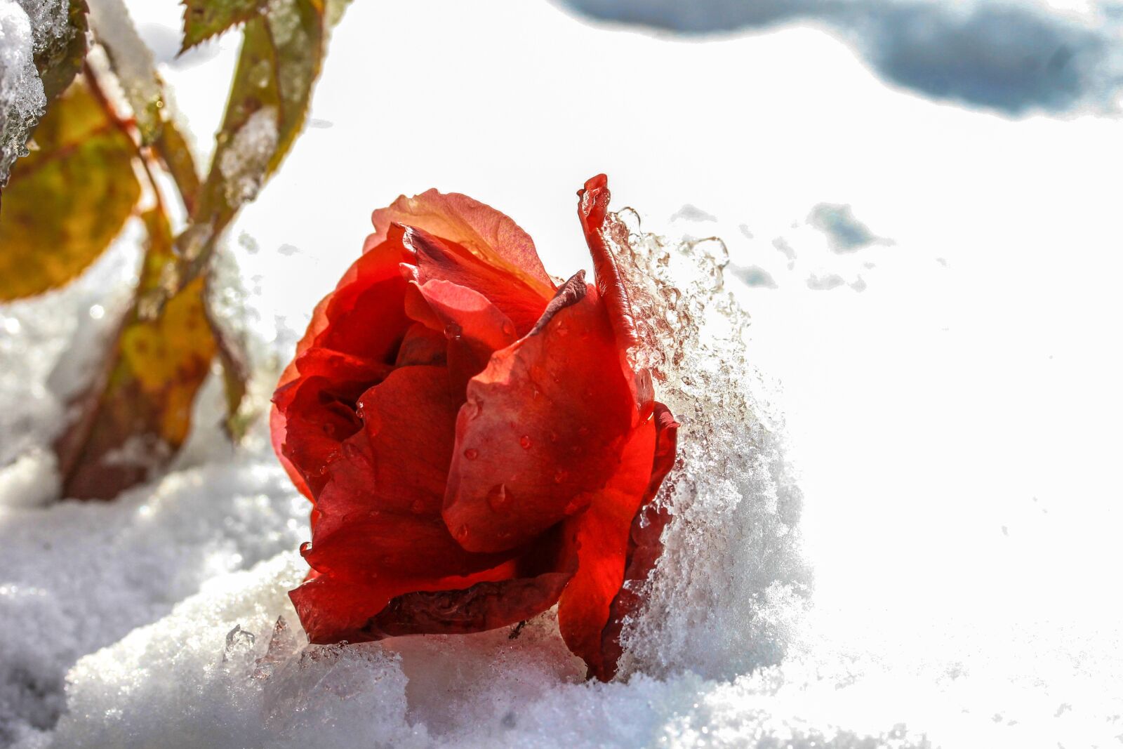Canon EF-S 60mm F2.8 Macro USM sample photo. Rose, snowy, ice photography