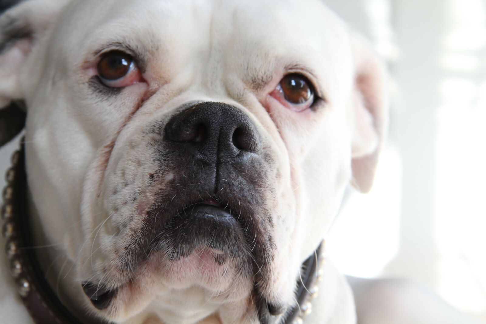 Canon EOS 60D sample photo. American, bulldog photography