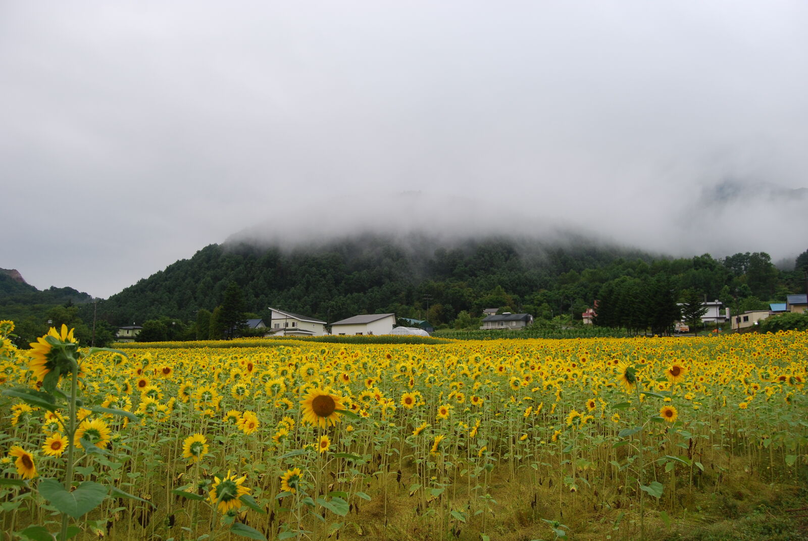 Nikon D40X + Nikon AF-S DX Nikkor 18-55mm F3.5-5.6G II sample photo. Field, of, flowers, flowers photography