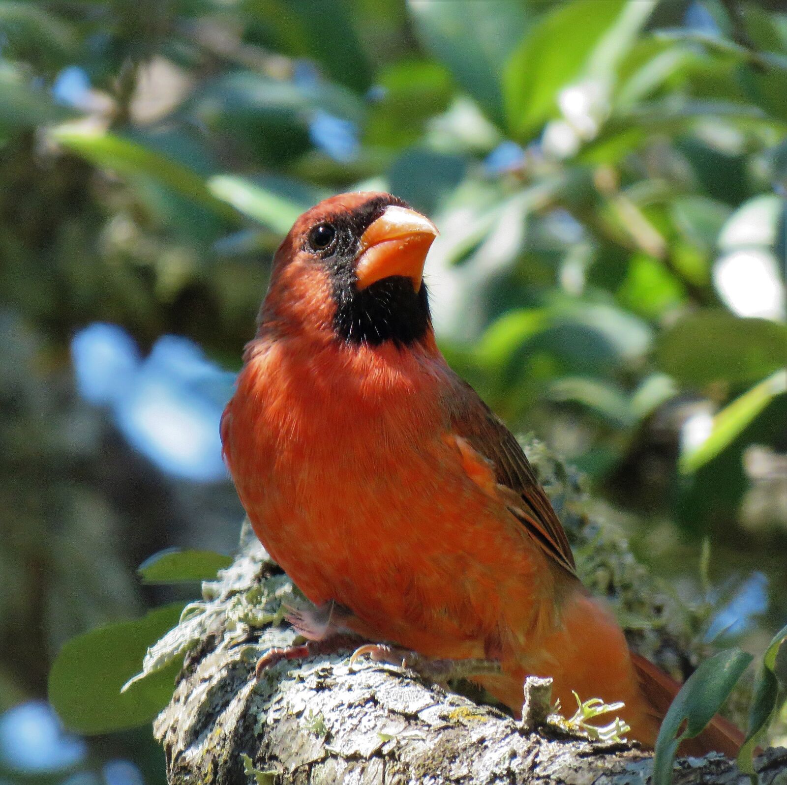 Canon PowerShot SX60 HS sample photo. Bird, cardinal, adult photography