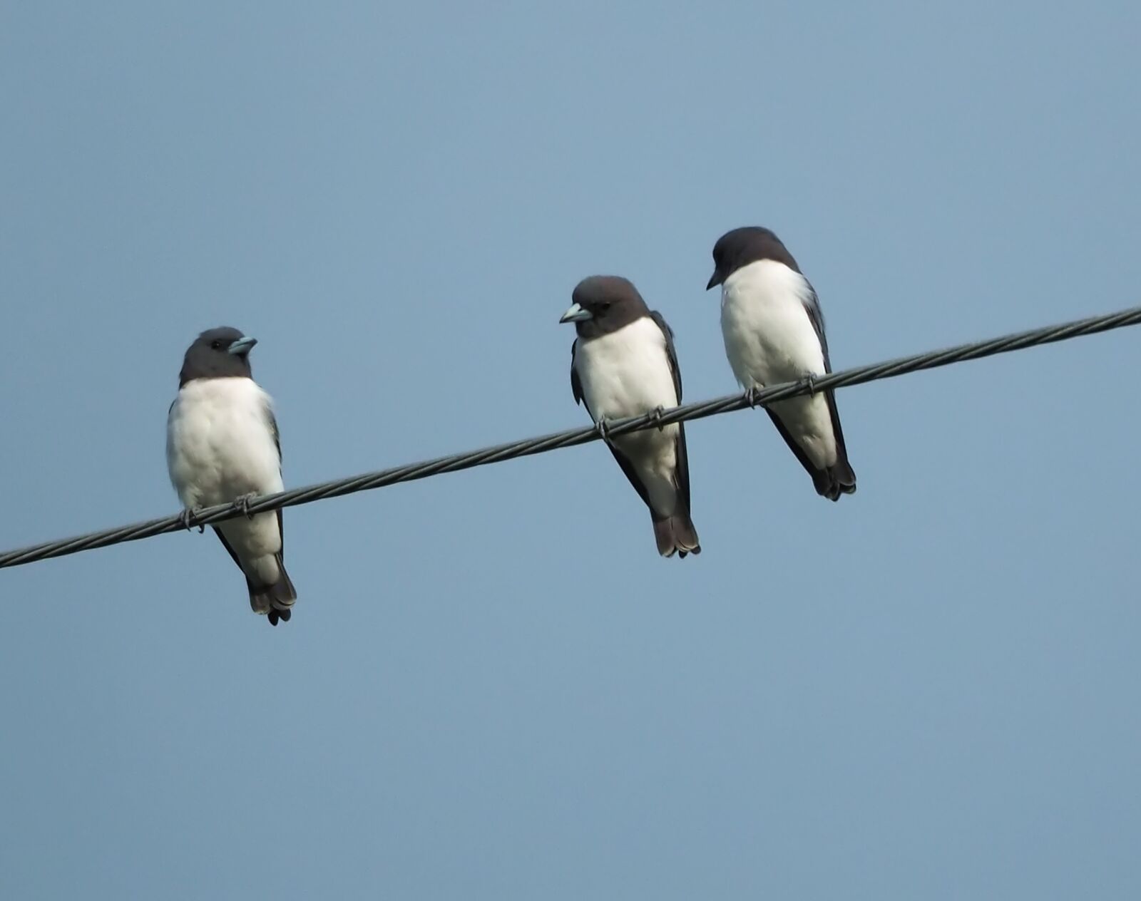 Olympus OM-D E-M1 + Olympus M.Zuiko ED 75-300mm F4.8-6.7 II sample photo. White breasted wood swallow photography