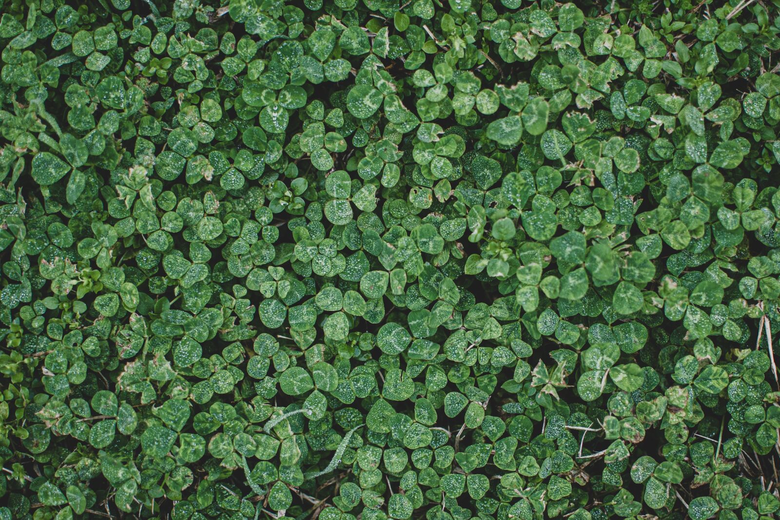 Nikon D750 sample photo. Leaves, foliage, wall leaves photography