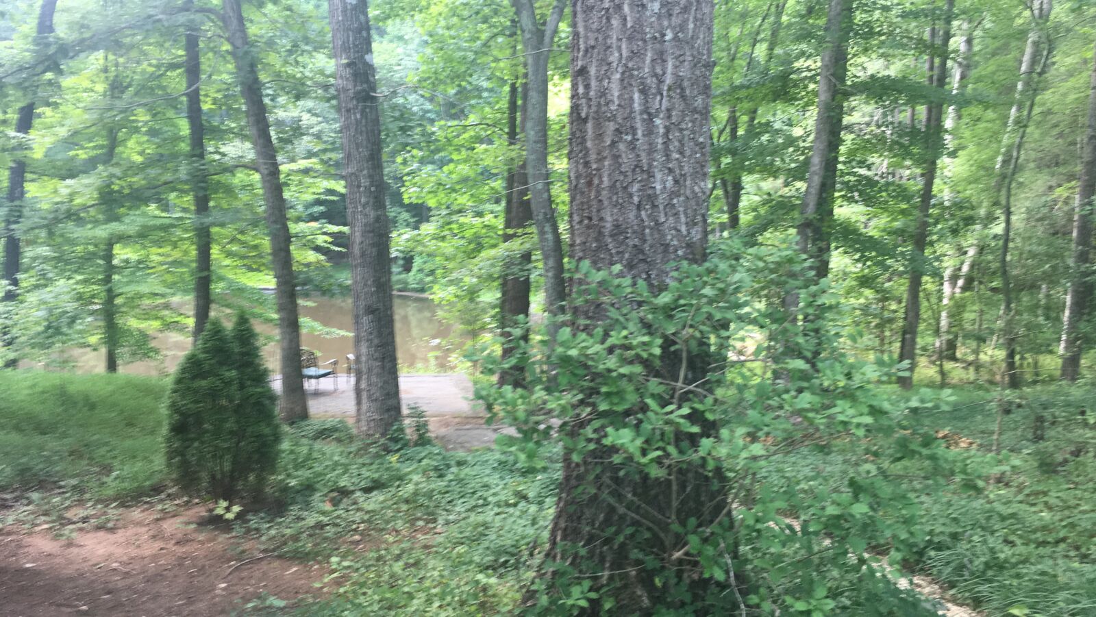 iPhone SE back camera 4.15mm f/2.2 sample photo. Trees, virginia, usa photography