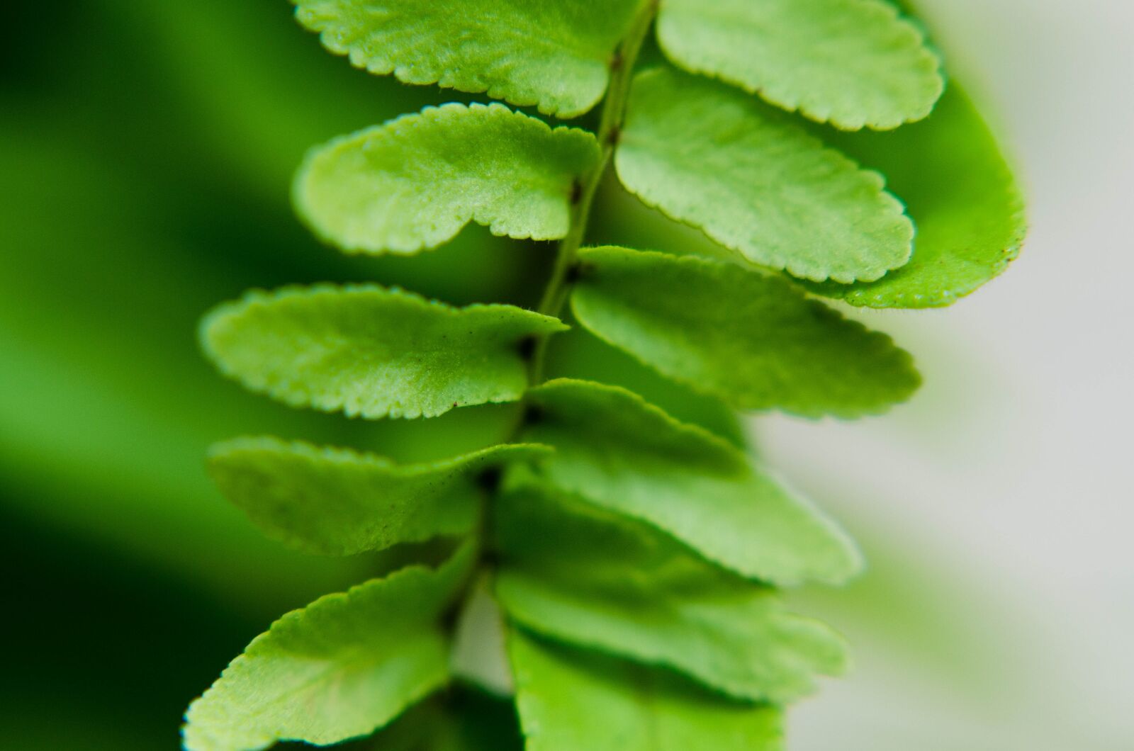 Nikon D7000 sample photo. Leaf, green, foliage photography