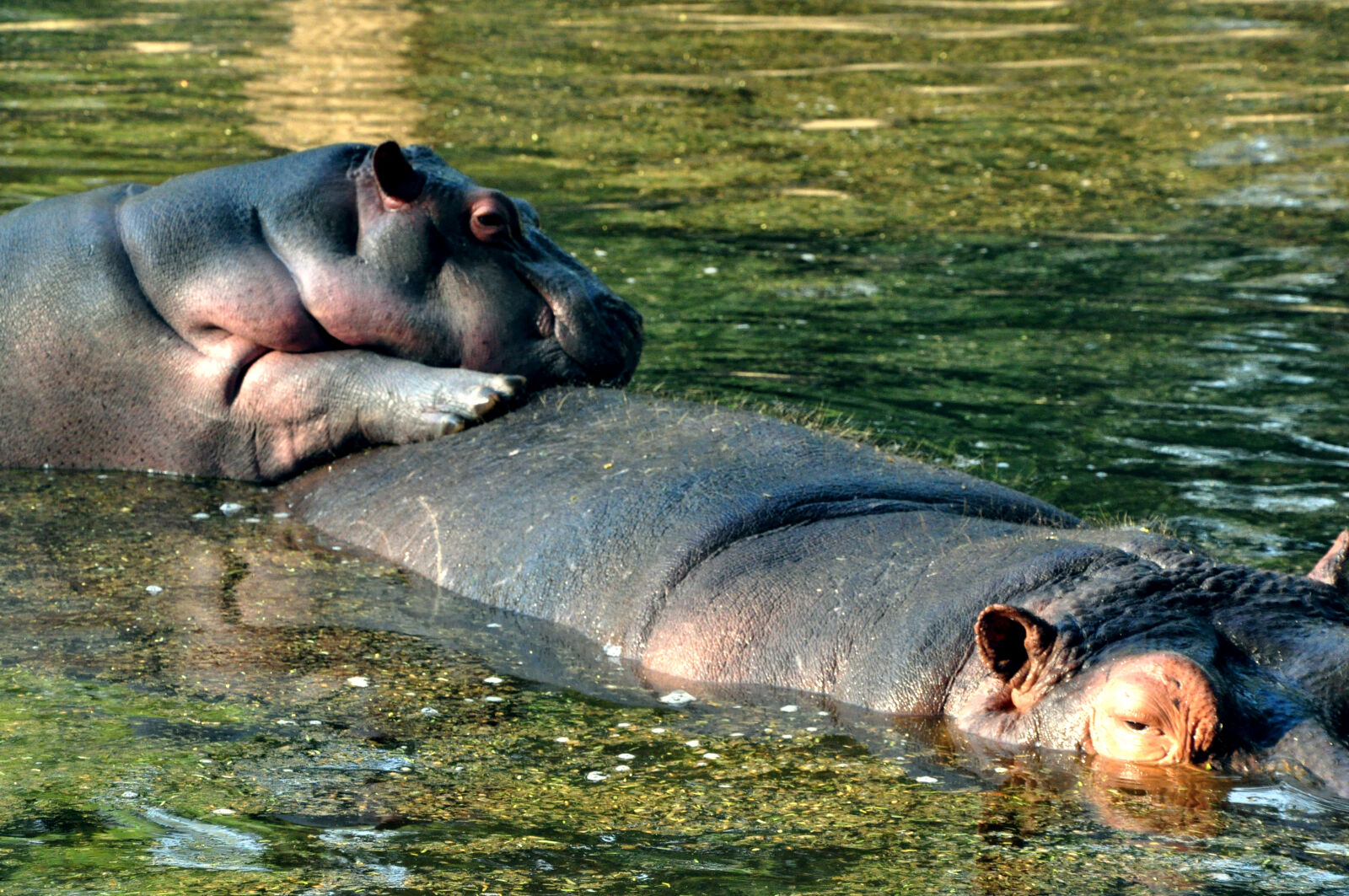 Nikon D90 sample photo. Hippopotamus, hippos, mother, and photography