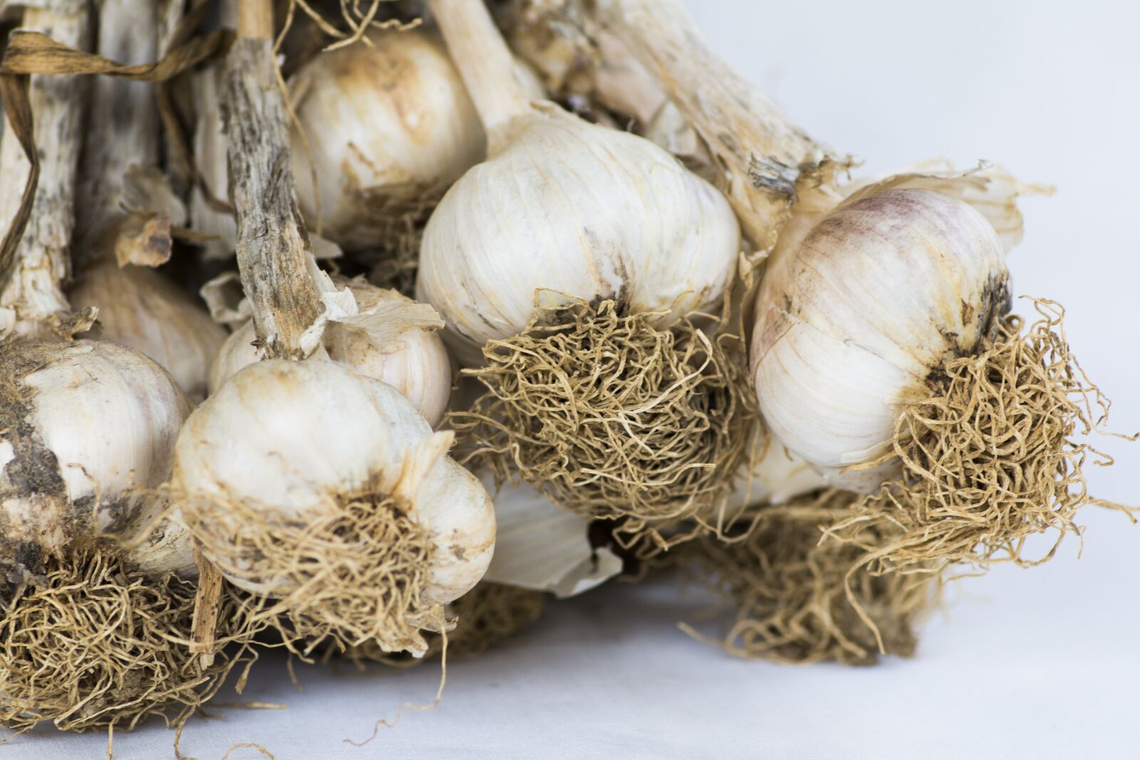 Tokina AT-X Pro 100mm F2.8 Macro sample photo. Garlic, heads of garlic photography