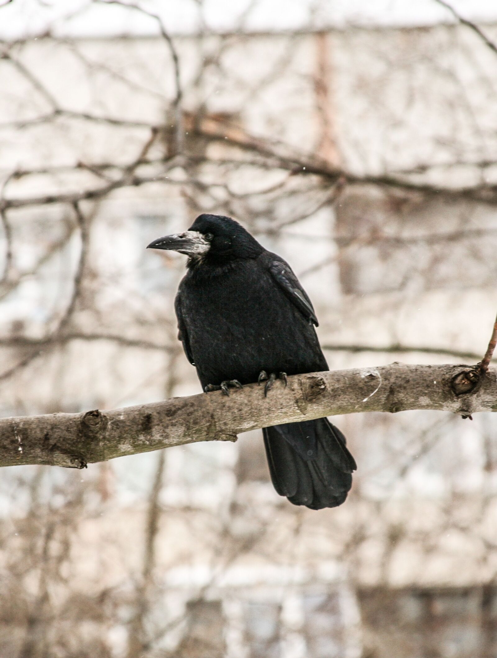 Canon EOS 5D sample photo. Raven, bird, winter photography
