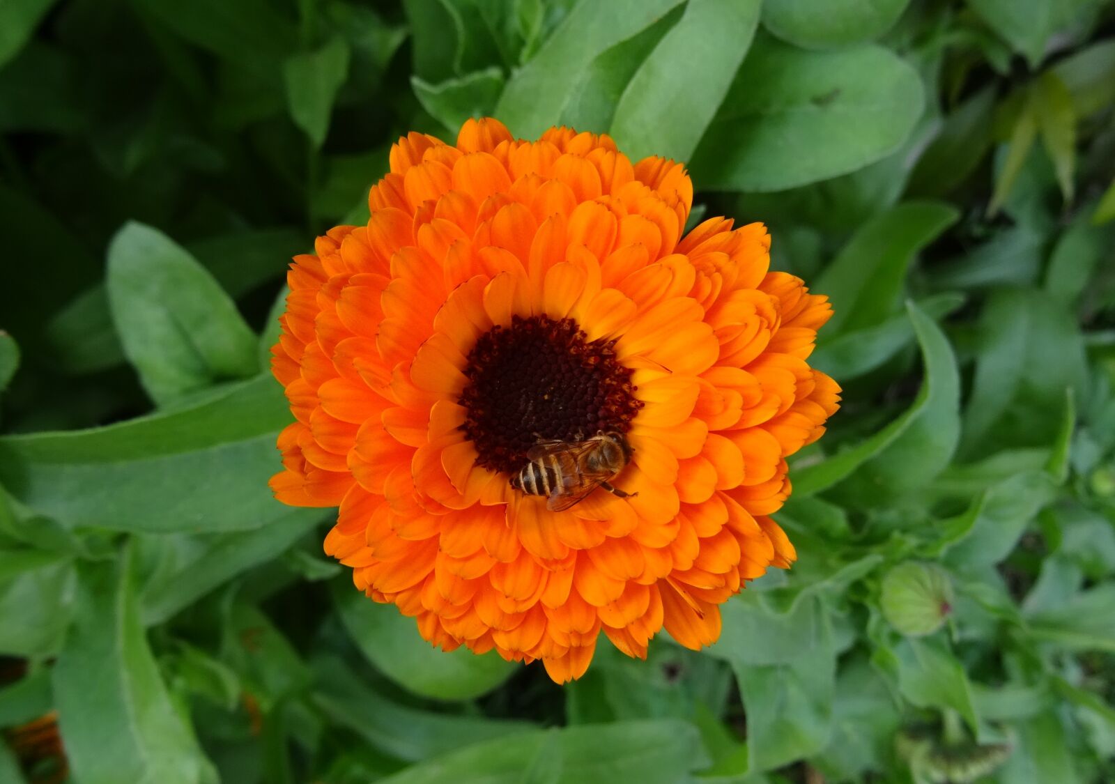 Sony DSC-HX60V sample photo. Flower, calendula, pot marigold photography