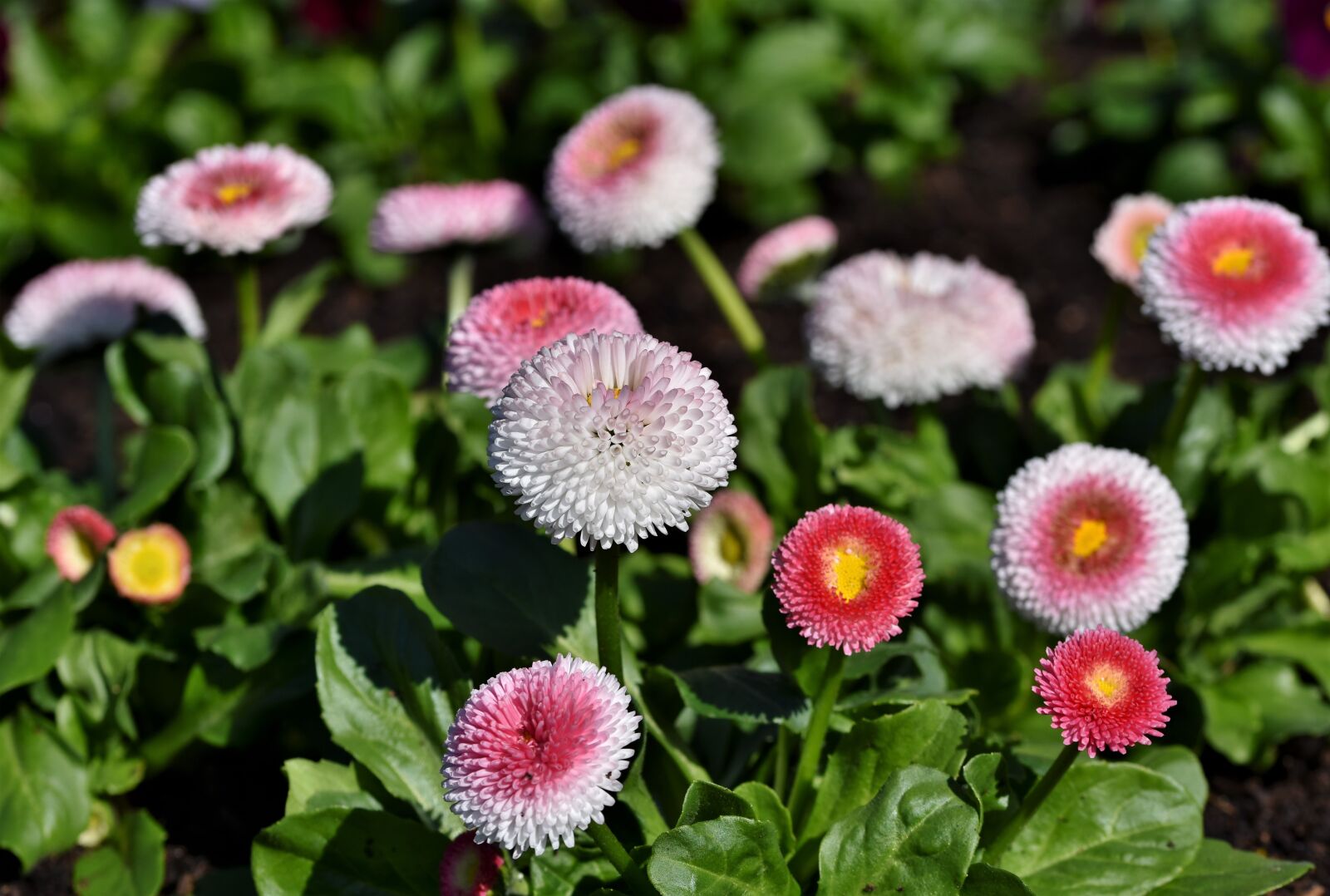 Nikon D7200 sample photo. Daisy, geese flower, spring photography