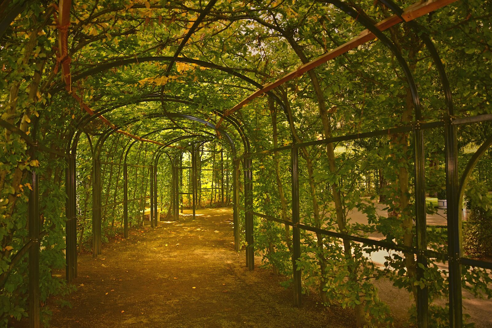 Nikon D5600 sample photo. Trellis, hedge, hornbeam photography