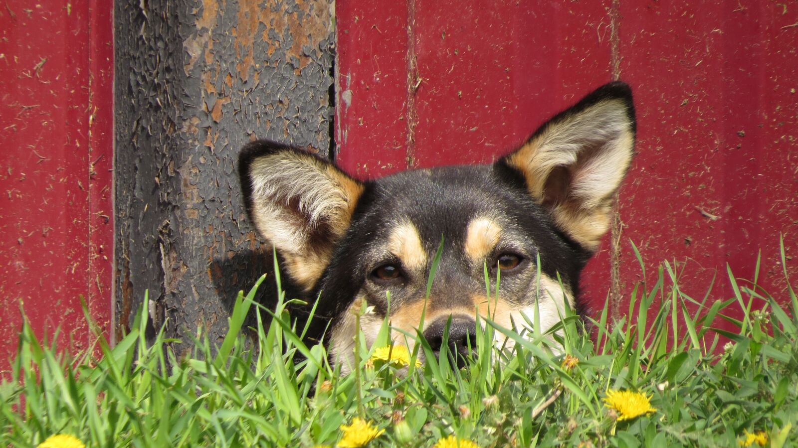 Canon PowerShot SX50 HS sample photo. Dog head out of photography