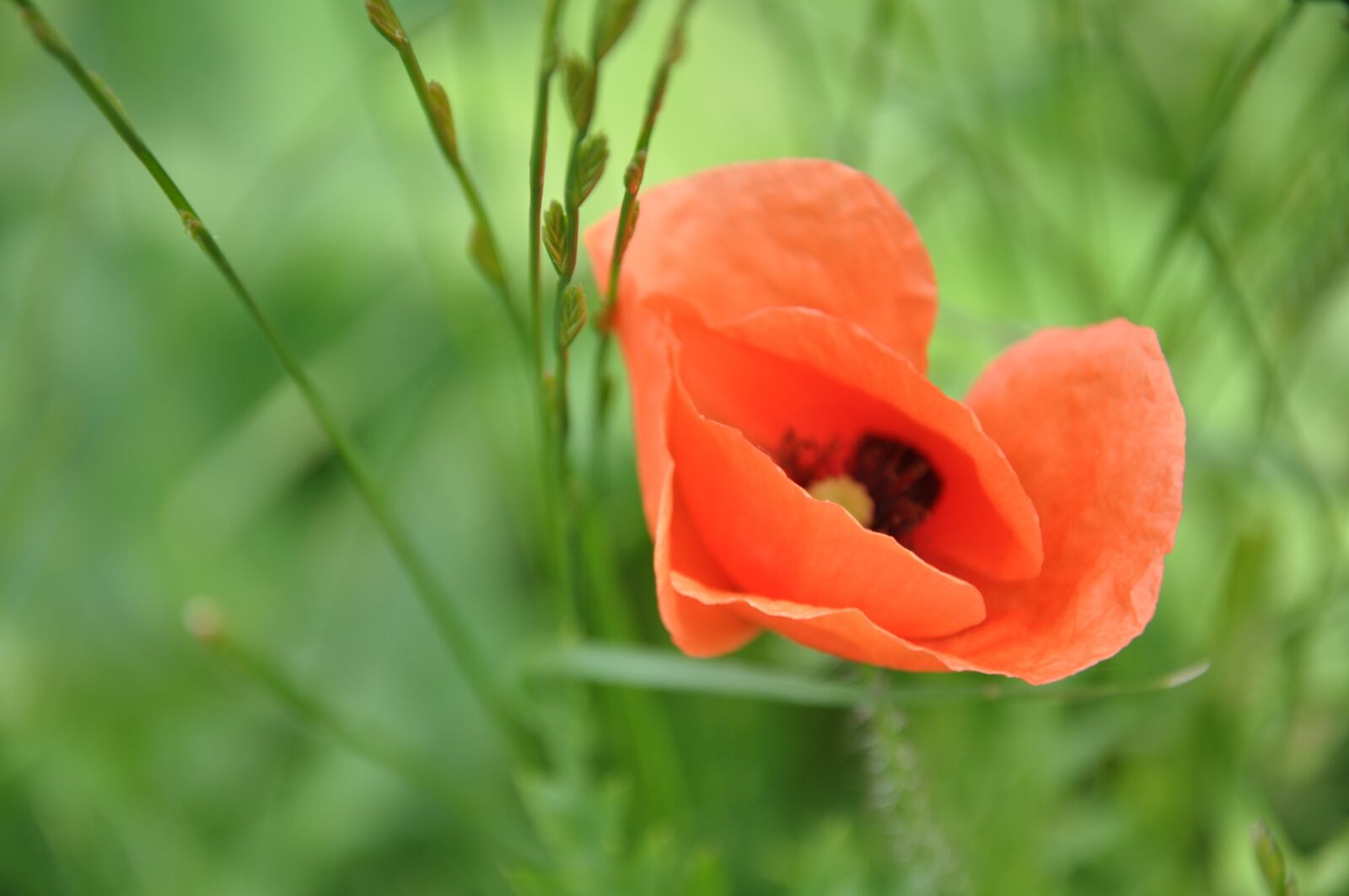 Nikon D90 sample photo. Flower, poppy, red poppy photography