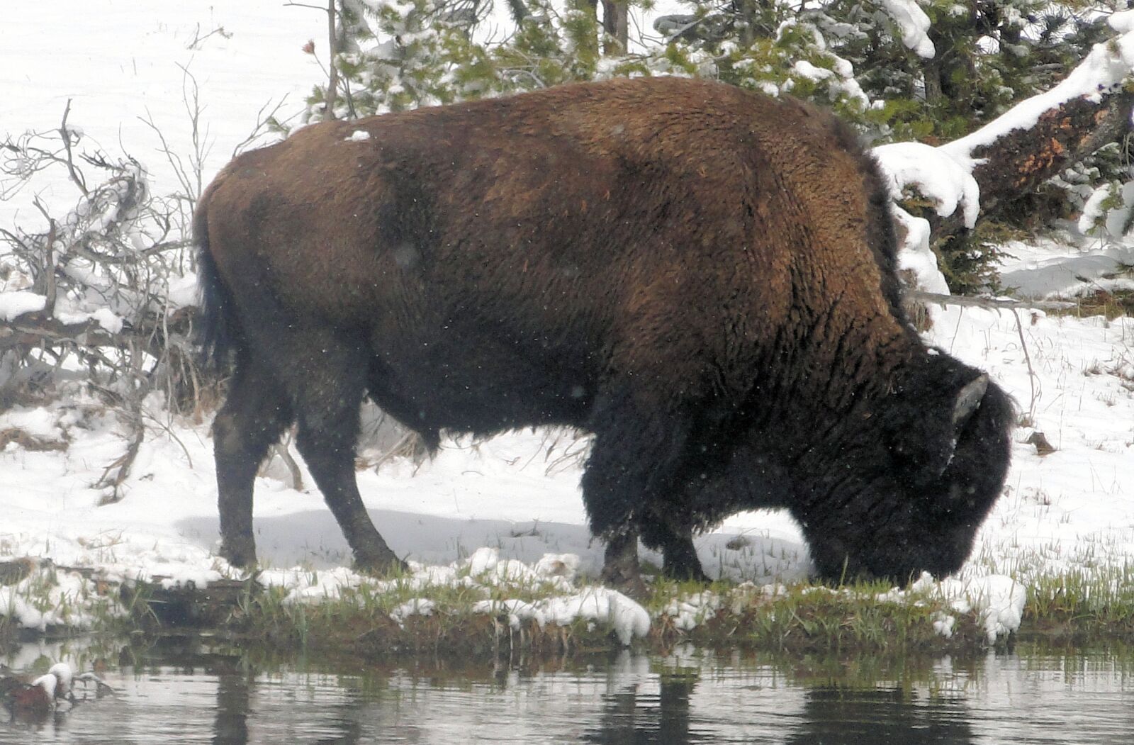 Sony DSC-HX1 sample photo. "Buffalo, wild, animal" photography