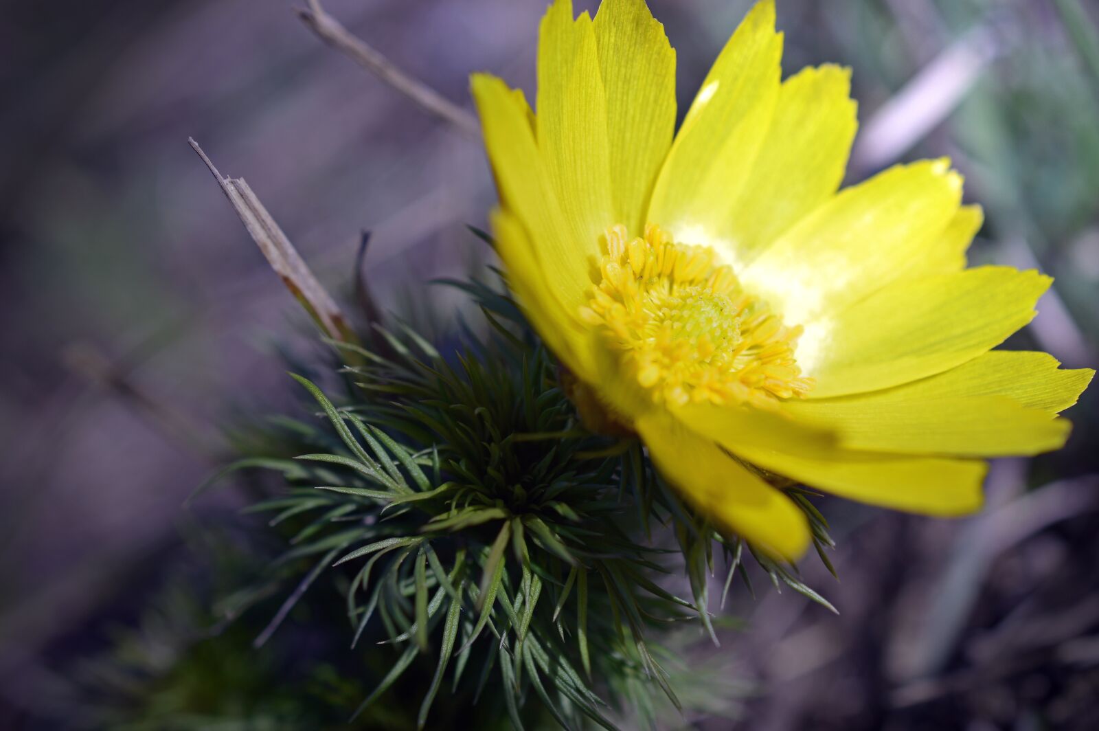 Nikon D3200 sample photo. Pheasant's eye, adonis, vernal photography