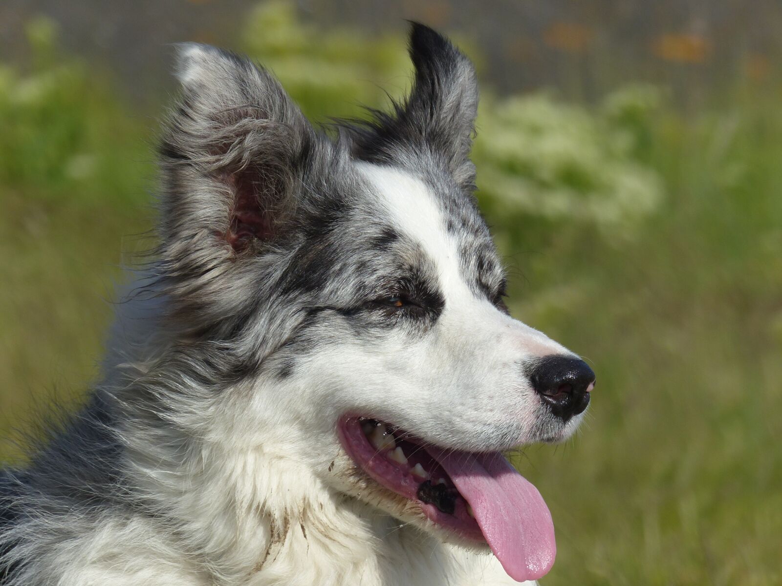 Panasonic Lumix DMC-FZ200 sample photo. Dog, border collie, collie photography