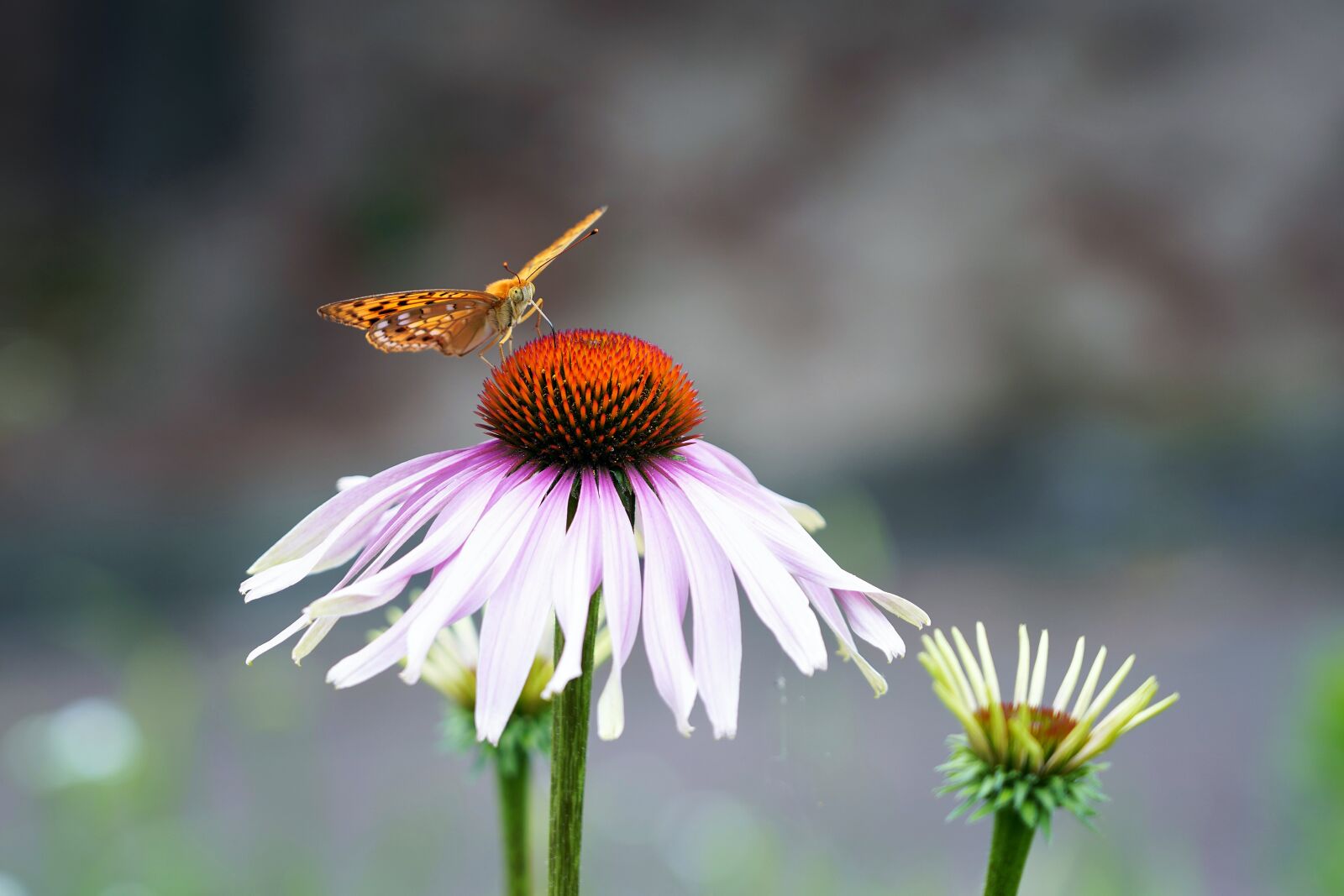 Sony a7R III sample photo. Butterfly, flower, insect photography