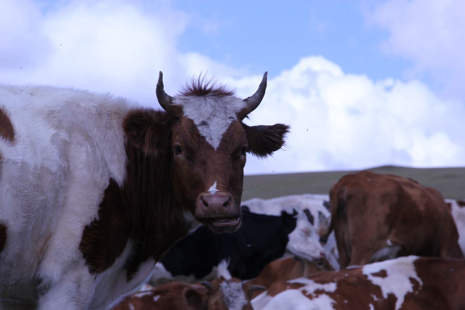 Canon EOS 60D + Canon EF 24-105mm F4L IS USM sample photo. Dairy cow, inner mongolia photography