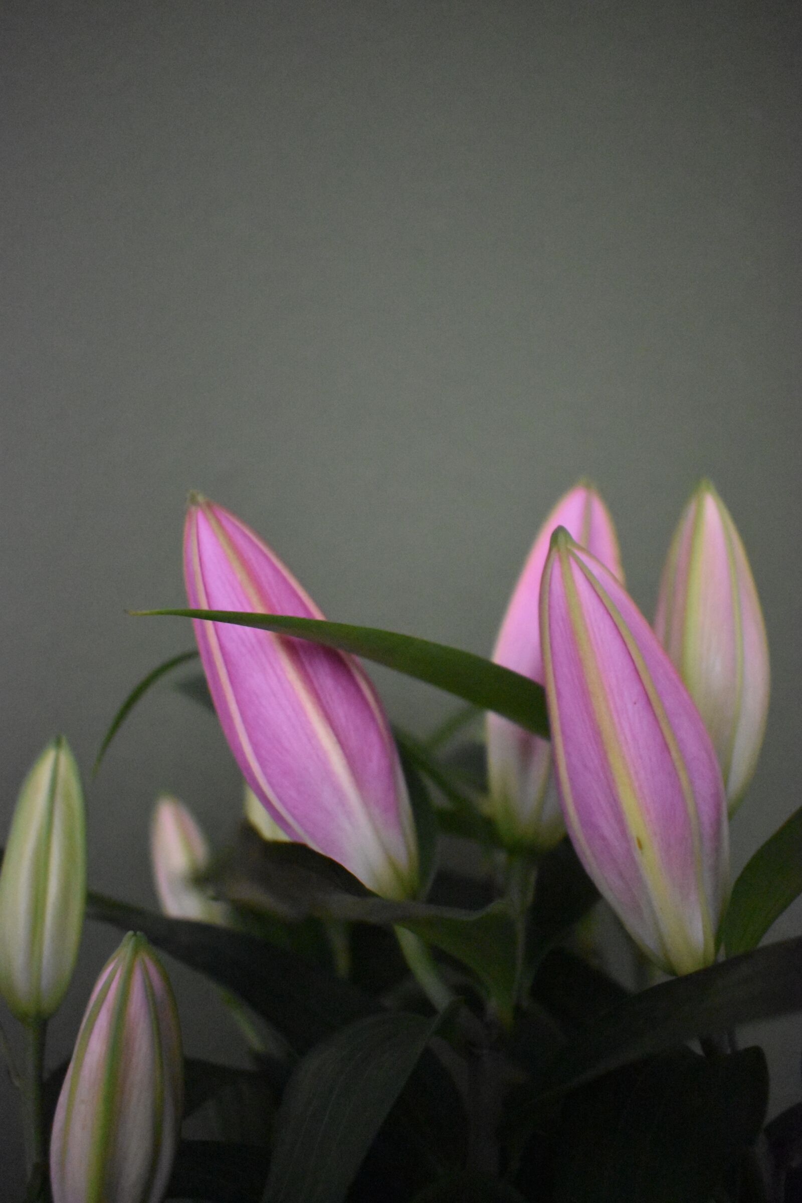 Nikon D5600 sample photo. Flower, lily, nature photography