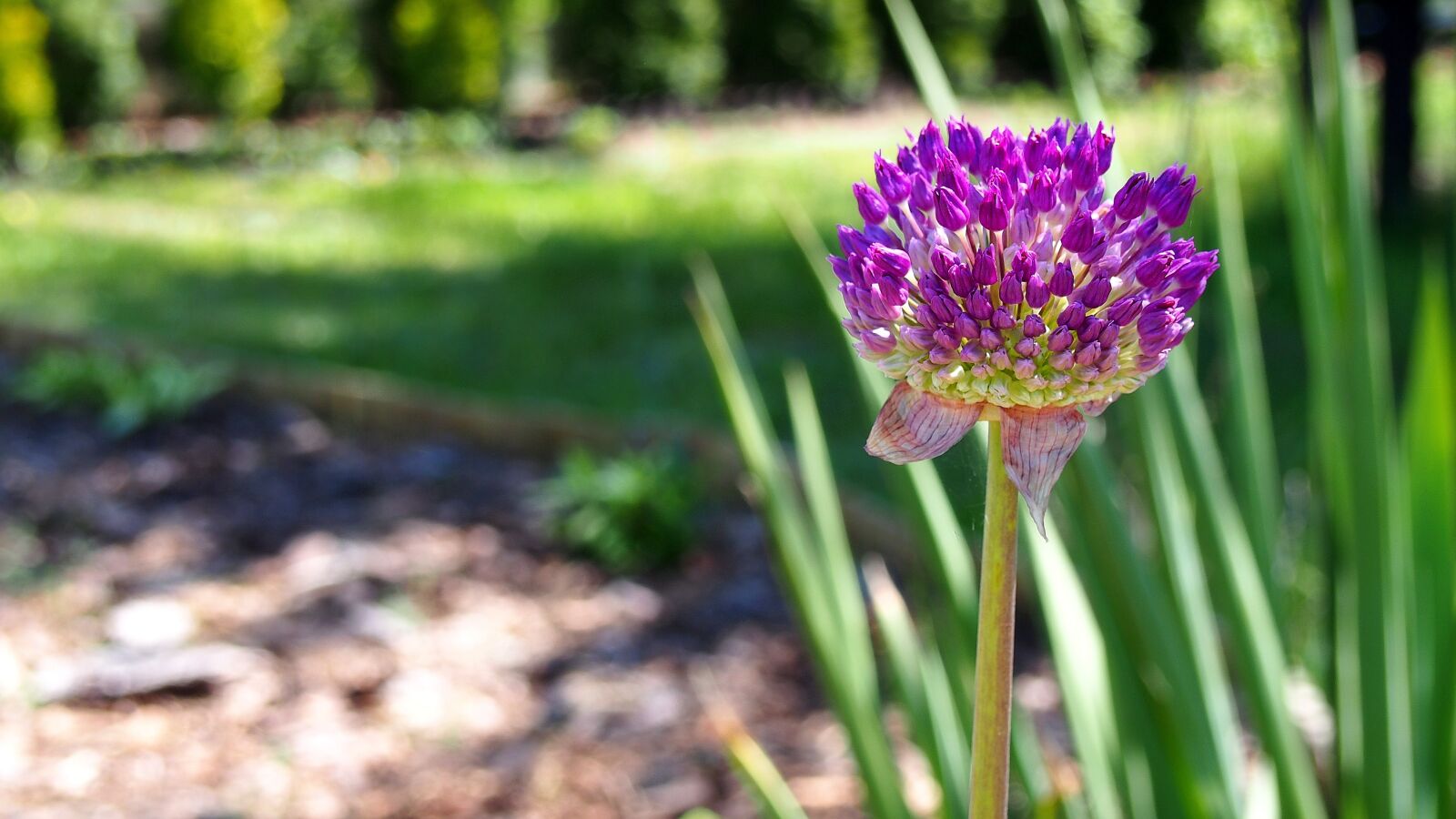 Olympus PEN E-PL6 sample photo. Garlic, dashing, garlic g photography