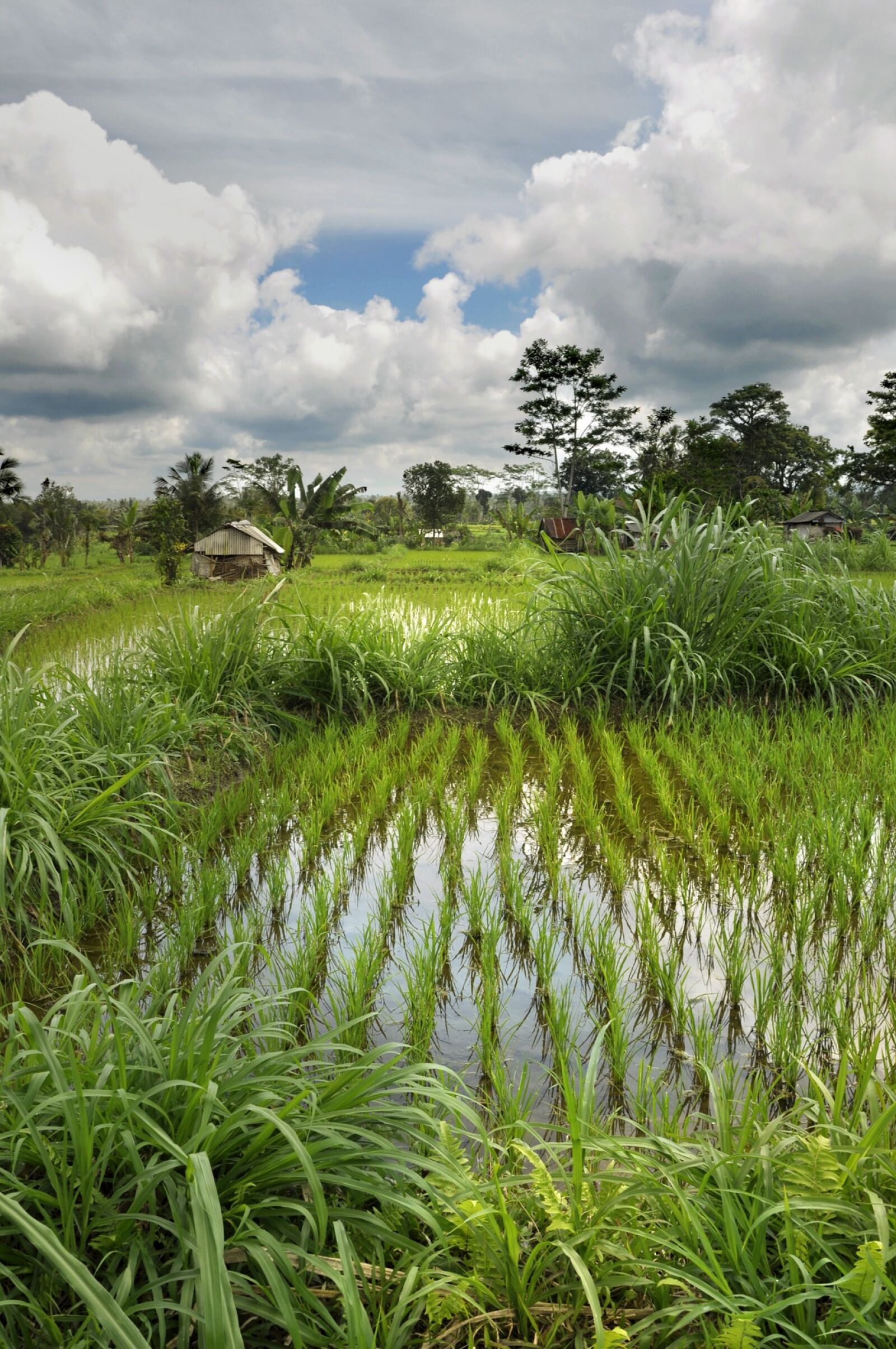 Nikon D90 sample photo. Paddy, mood, nature photography
